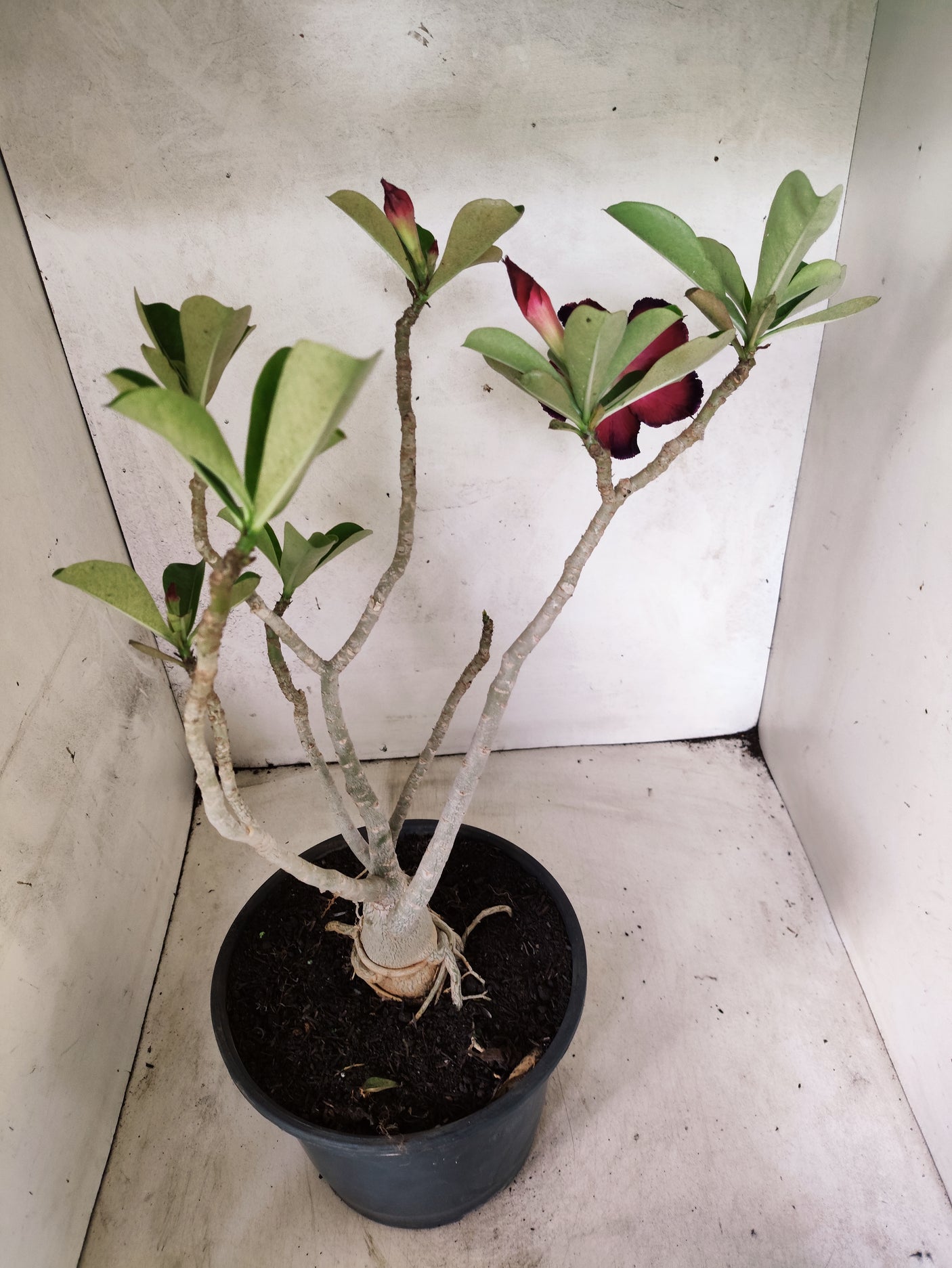 Planta Dobrada 3852 – 40cm – 03 anos