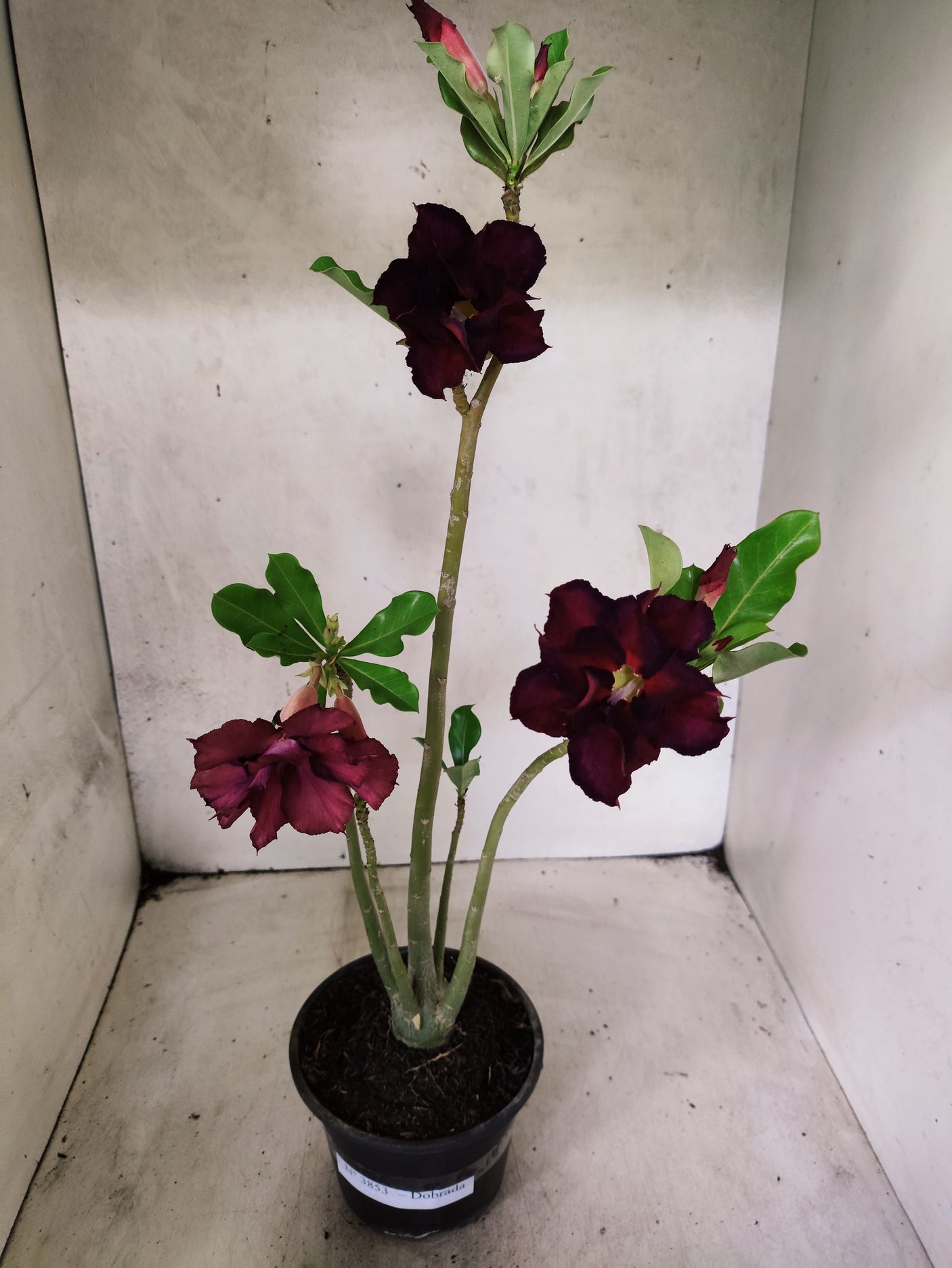 Planta Dobrada 3853 – 35cm – 03 anos