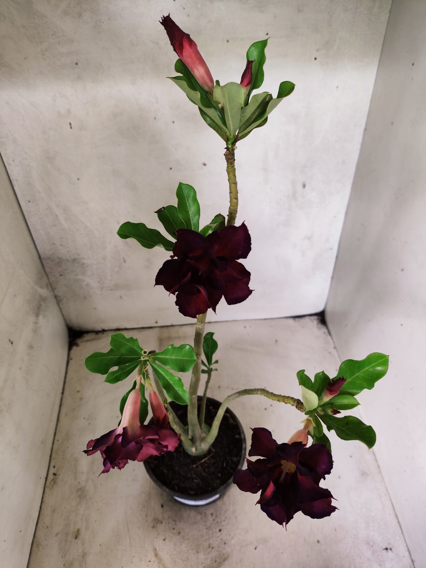 Planta Dobrada 3853 – 35cm – 03 anos