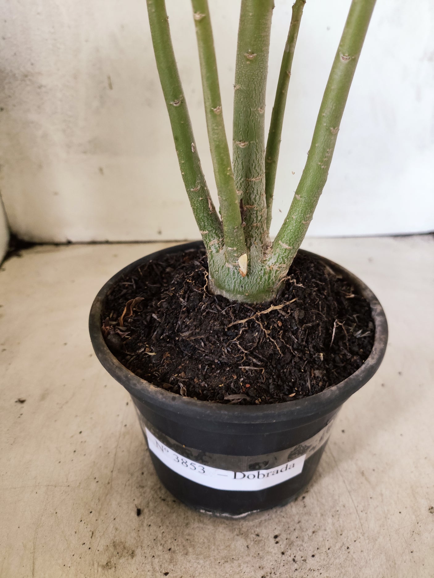 Planta Dobrada 3853 – 35cm – 03 anos