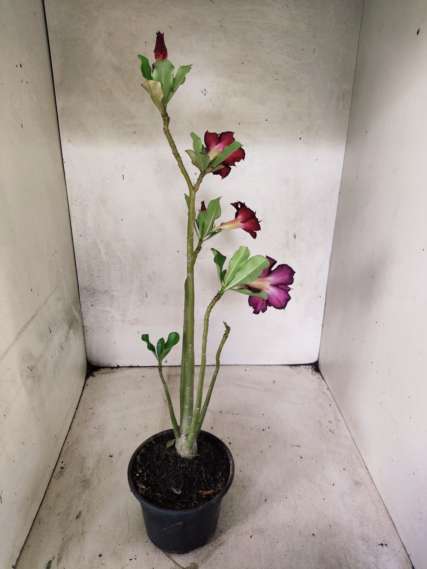 Planta Dobrada 3853 – 35cm – 03 anos