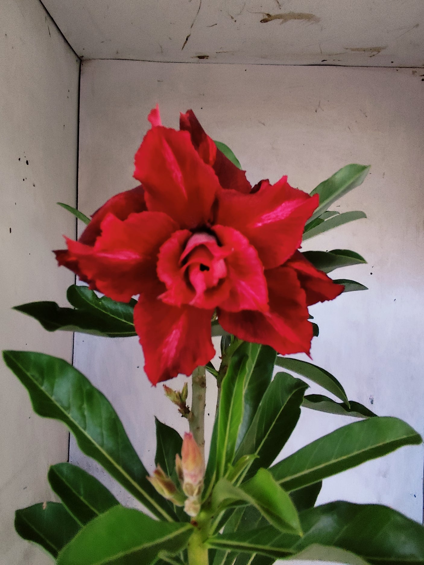 Planta Dobrada 3862 – 30cm – 02 anos