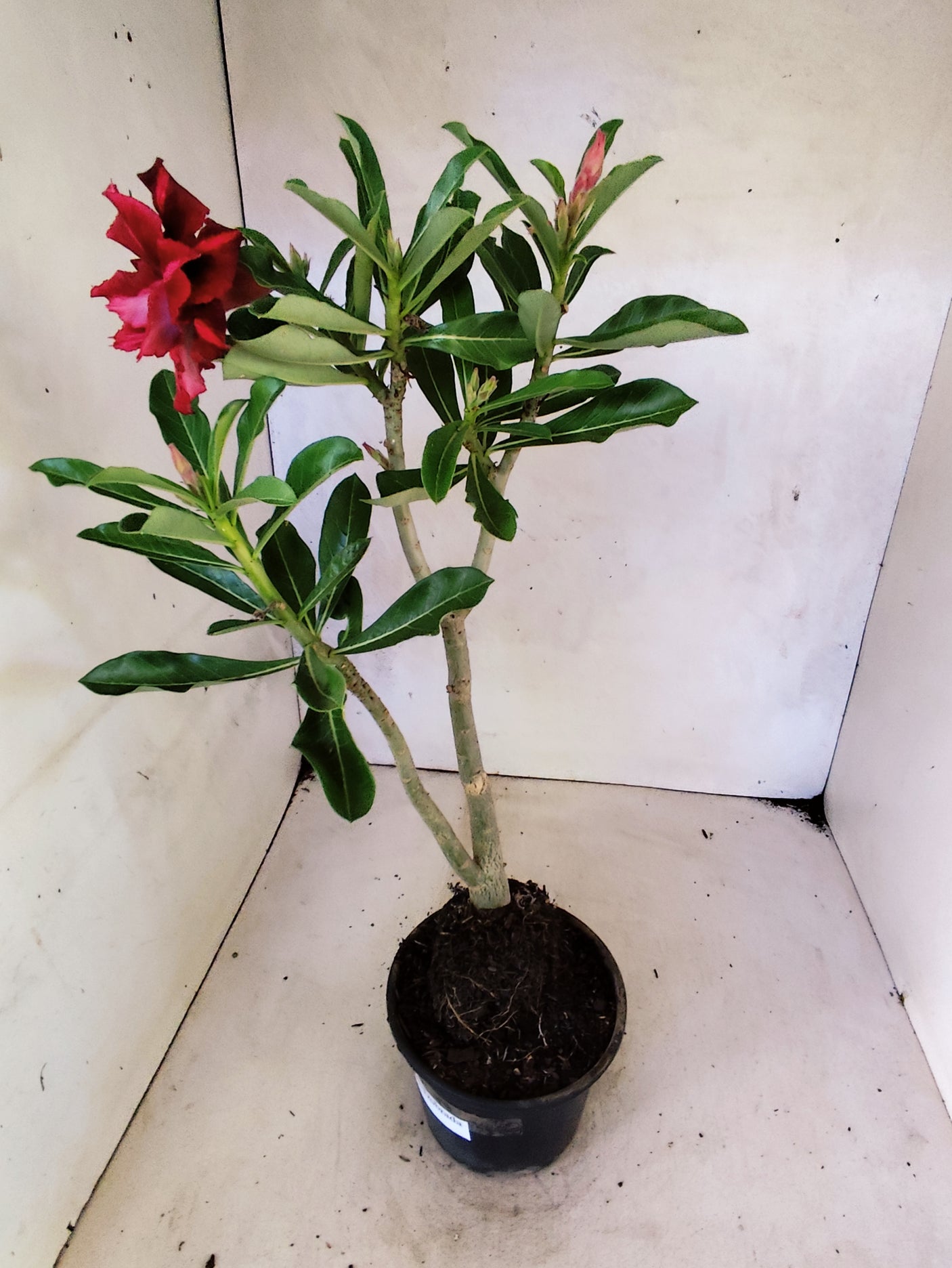 Planta Dobrada 3862 – 30cm – 02 anos