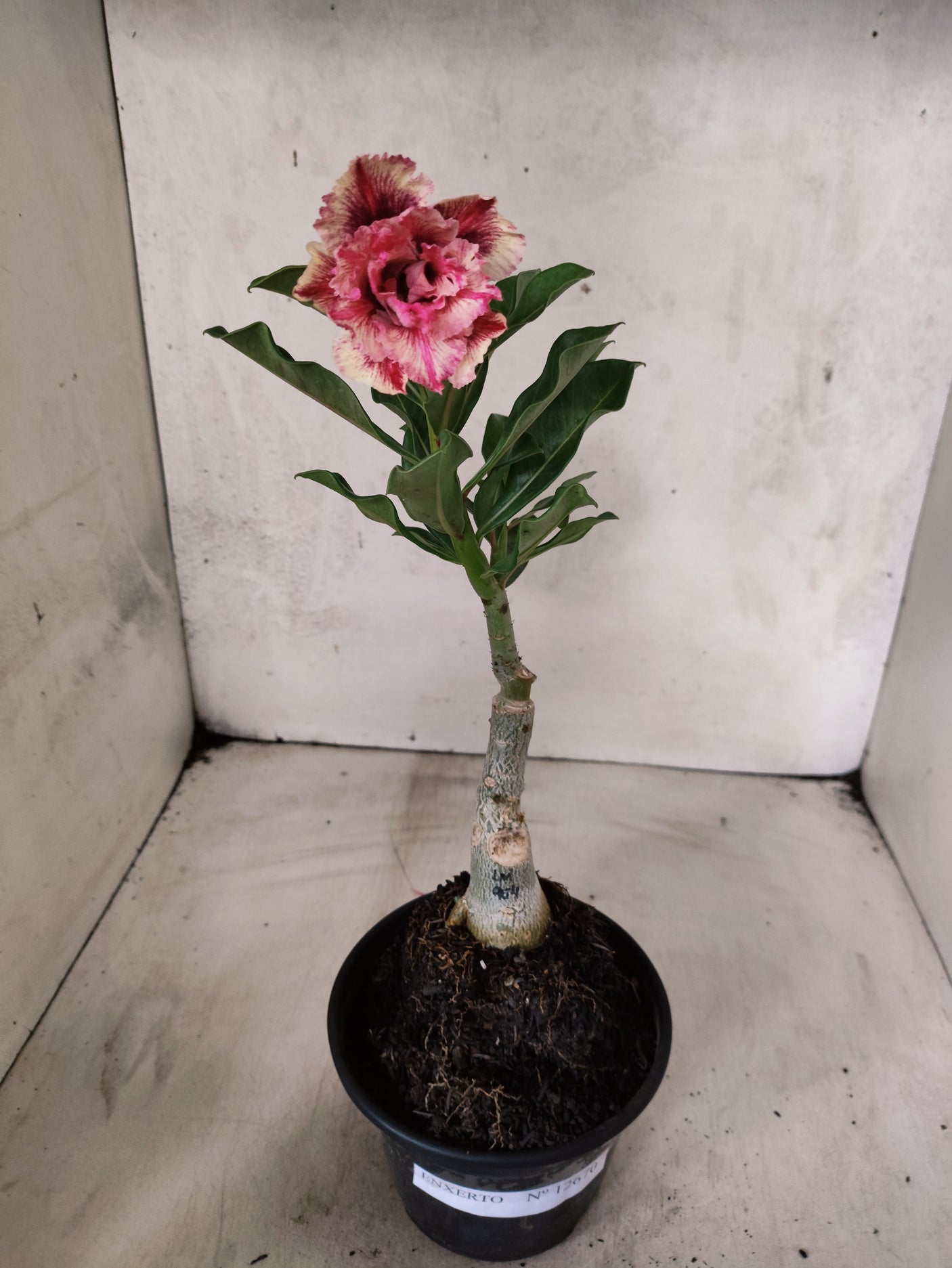 ENXERTO 12670 – 20cm (cor LM 979)