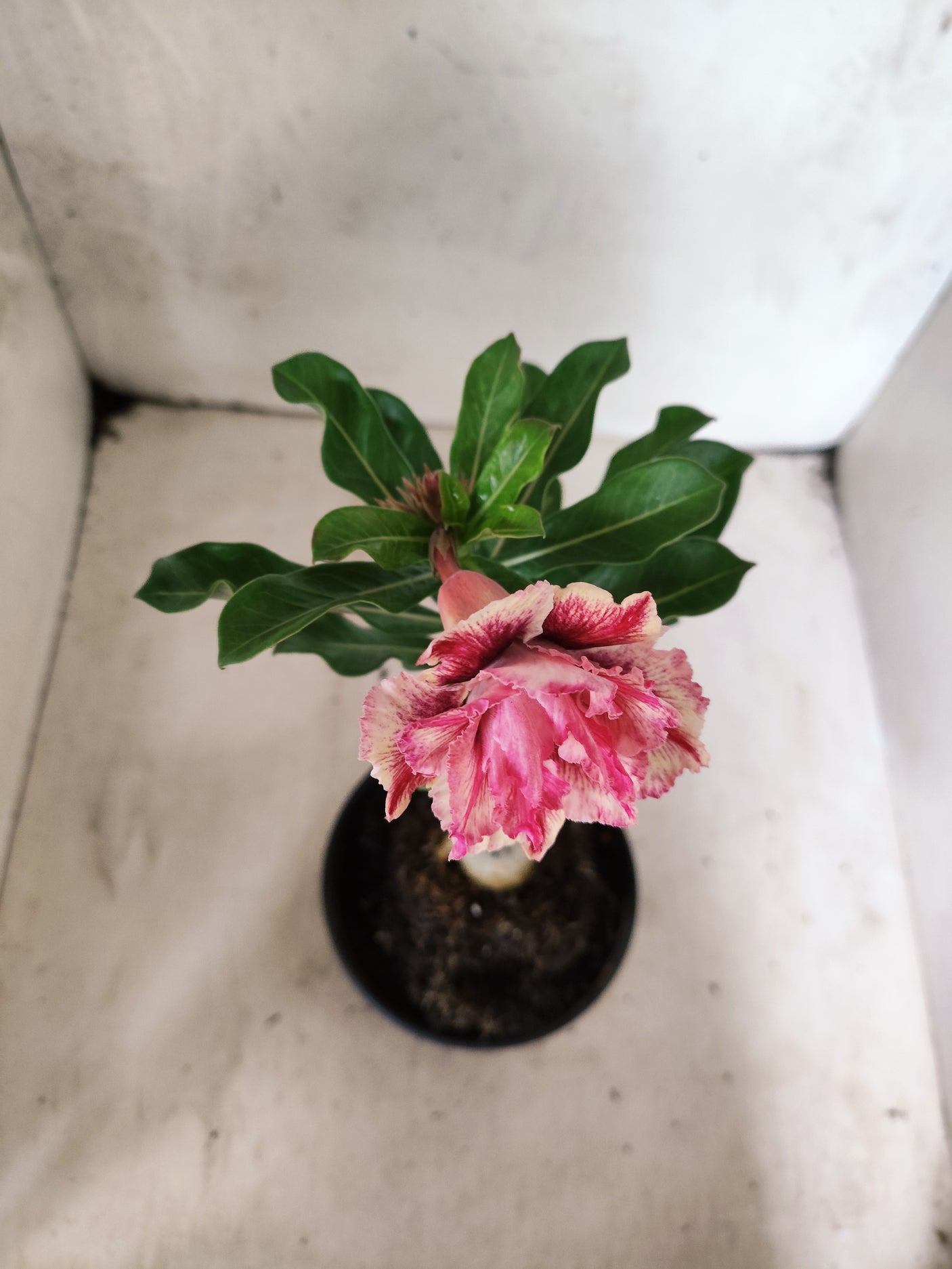 ENXERTO 12670 – 20cm (cor LM 979)