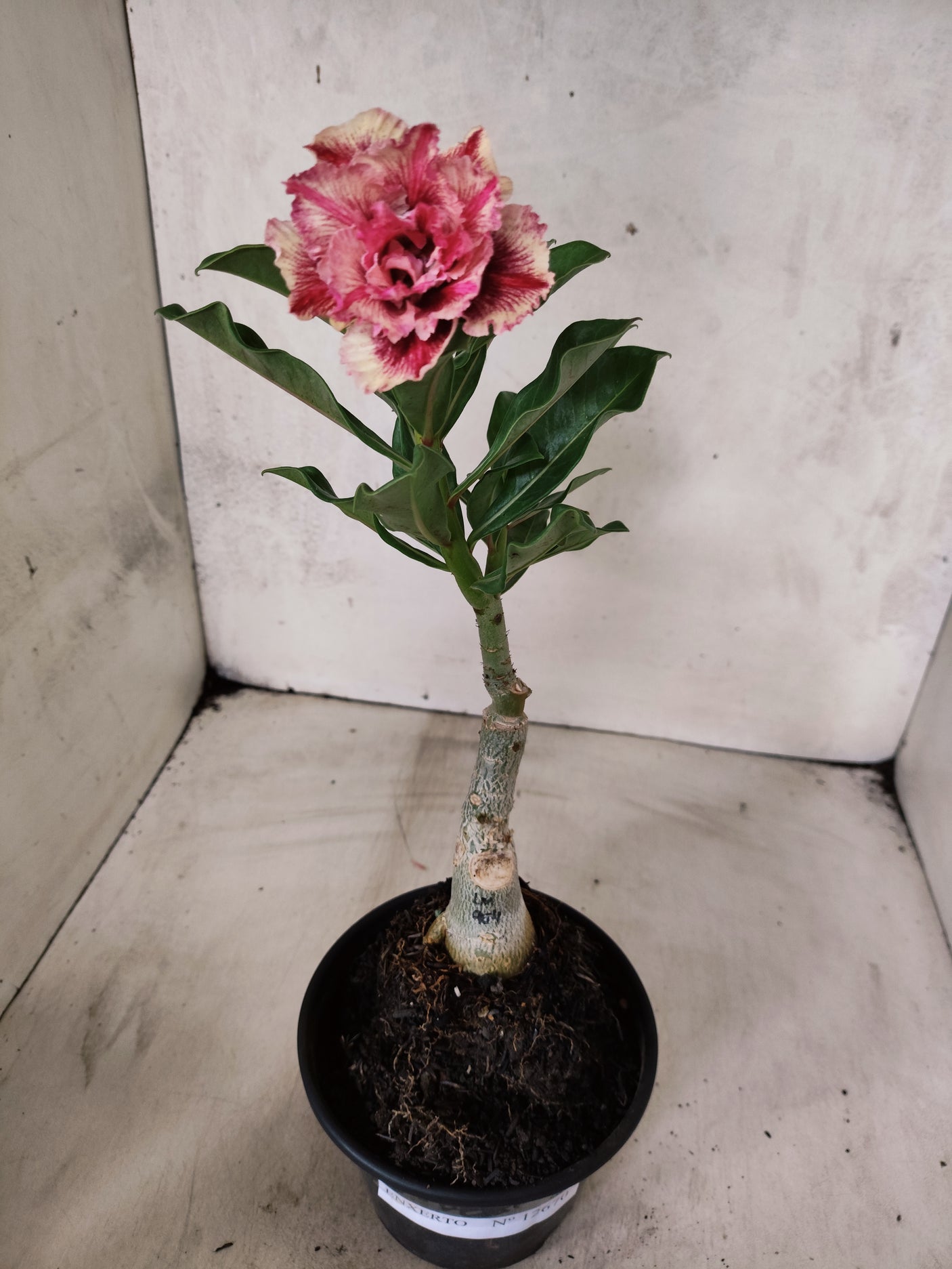 ENXERTO 12670 – 20cm (cor LM 979)