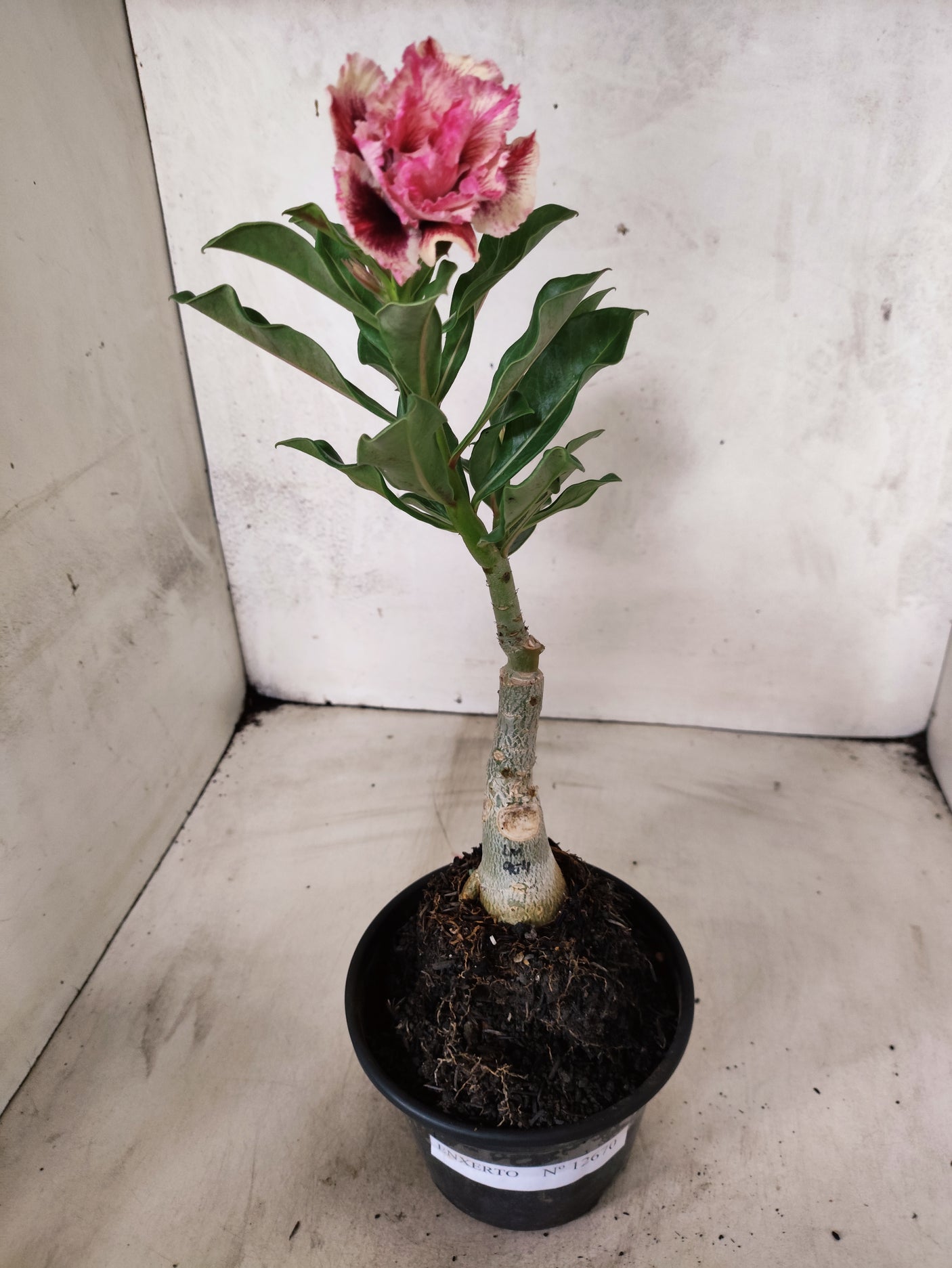 ENXERTO 12670 – 20cm (cor LM 979)