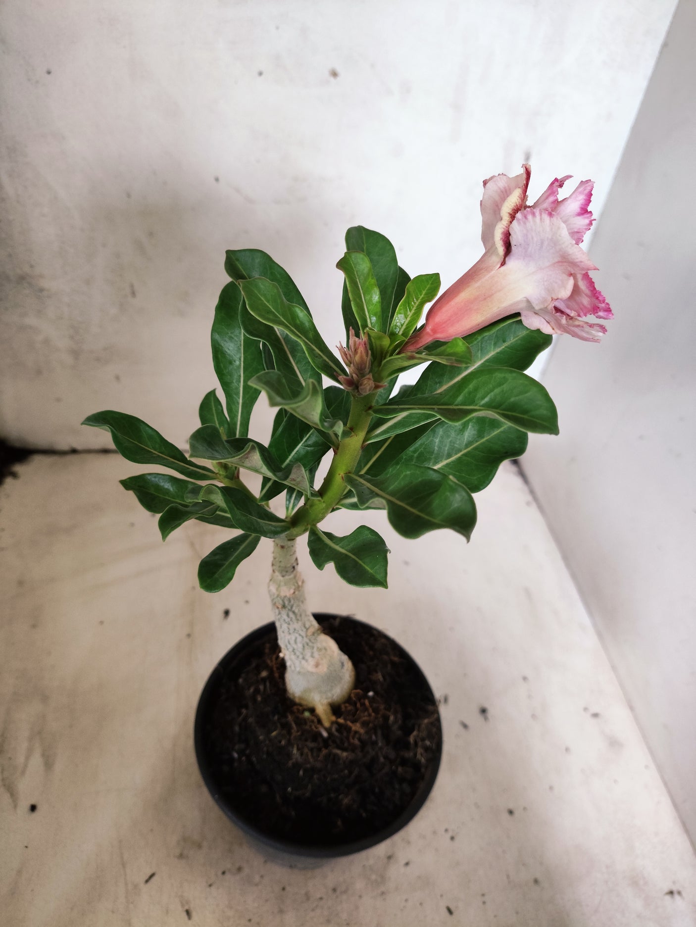 ENXERTO 12670 – 20cm (cor LM 979)