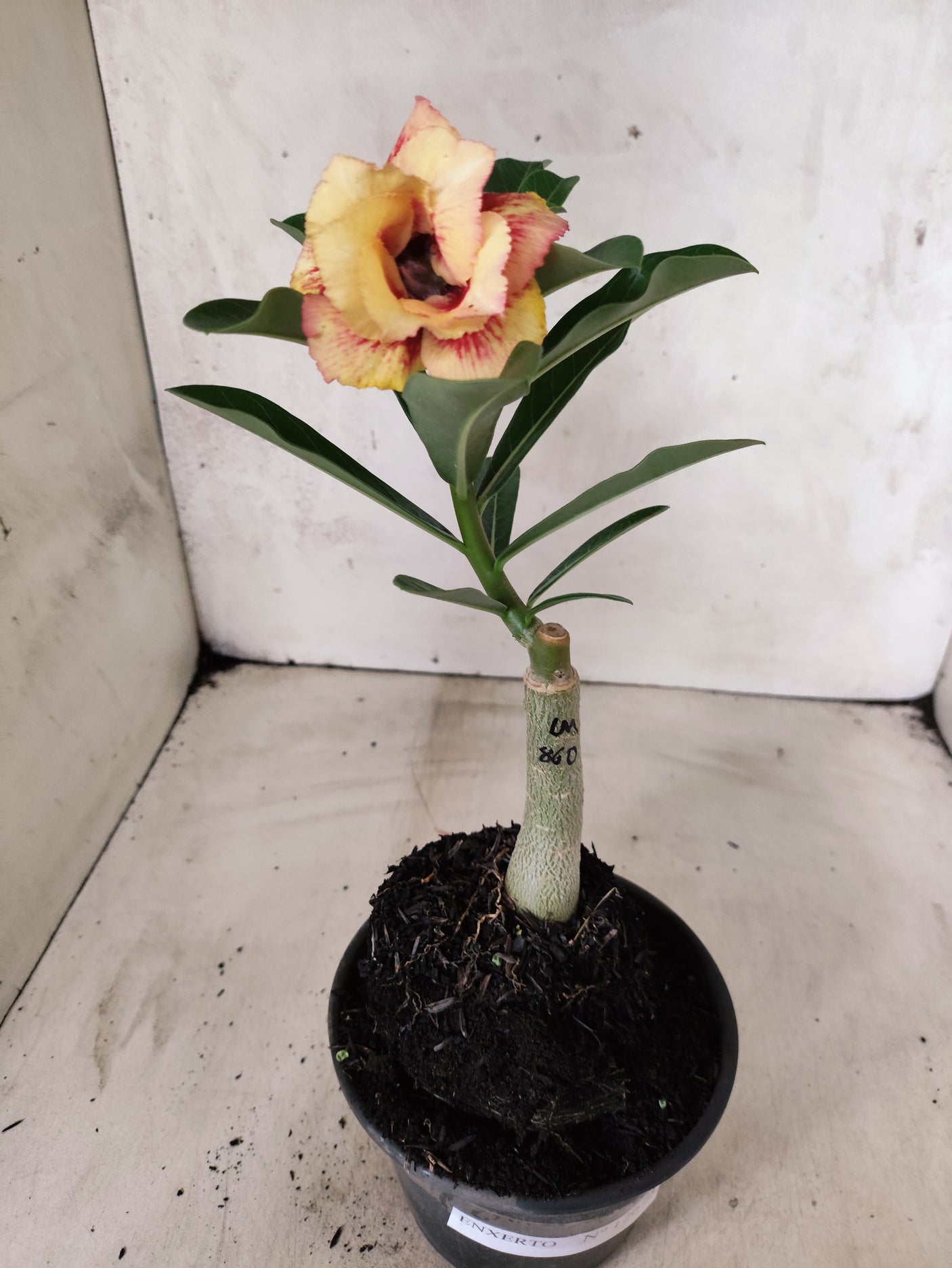 ENXERTO 12673 – 20cm (cor LM 860