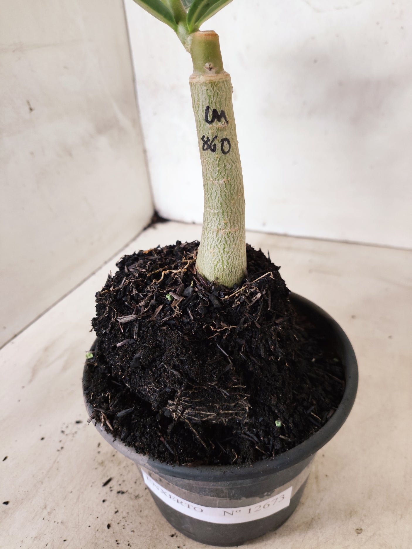 ENXERTO 12673 – 20cm (cor LM 860