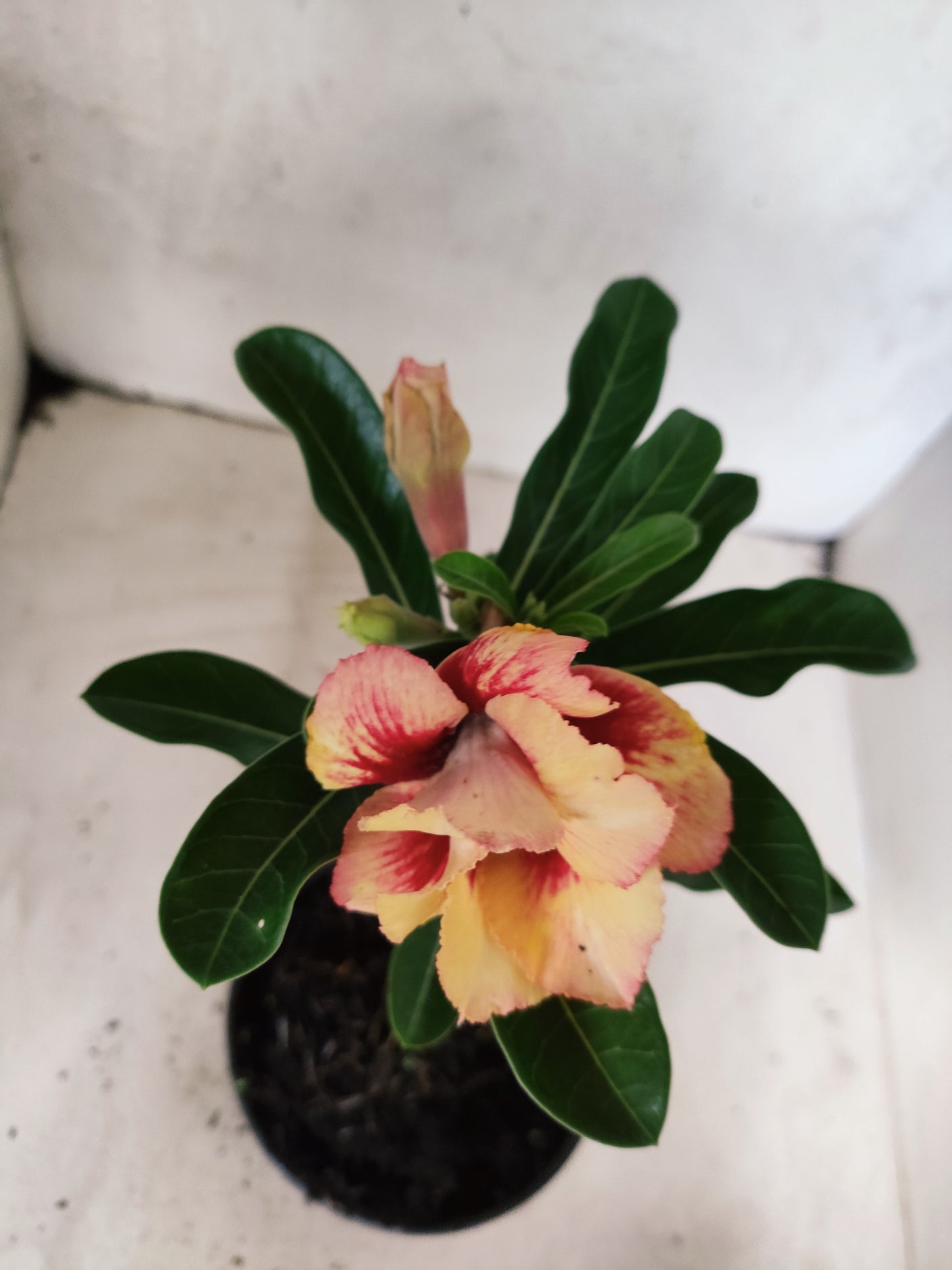 ENXERTO 12673 – 20cm (cor LM 860