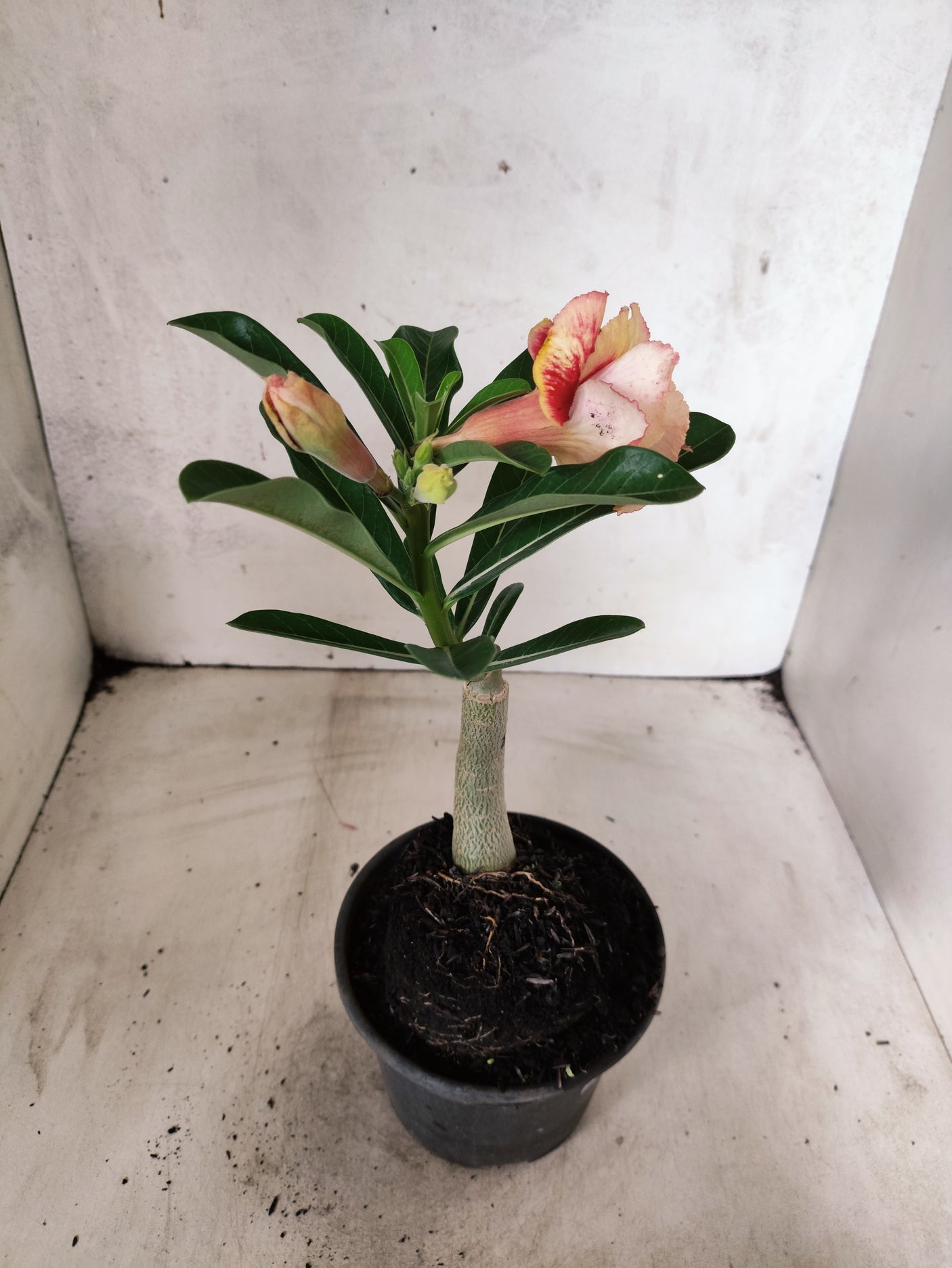 ENXERTO 12673 – 20cm (cor LM 860