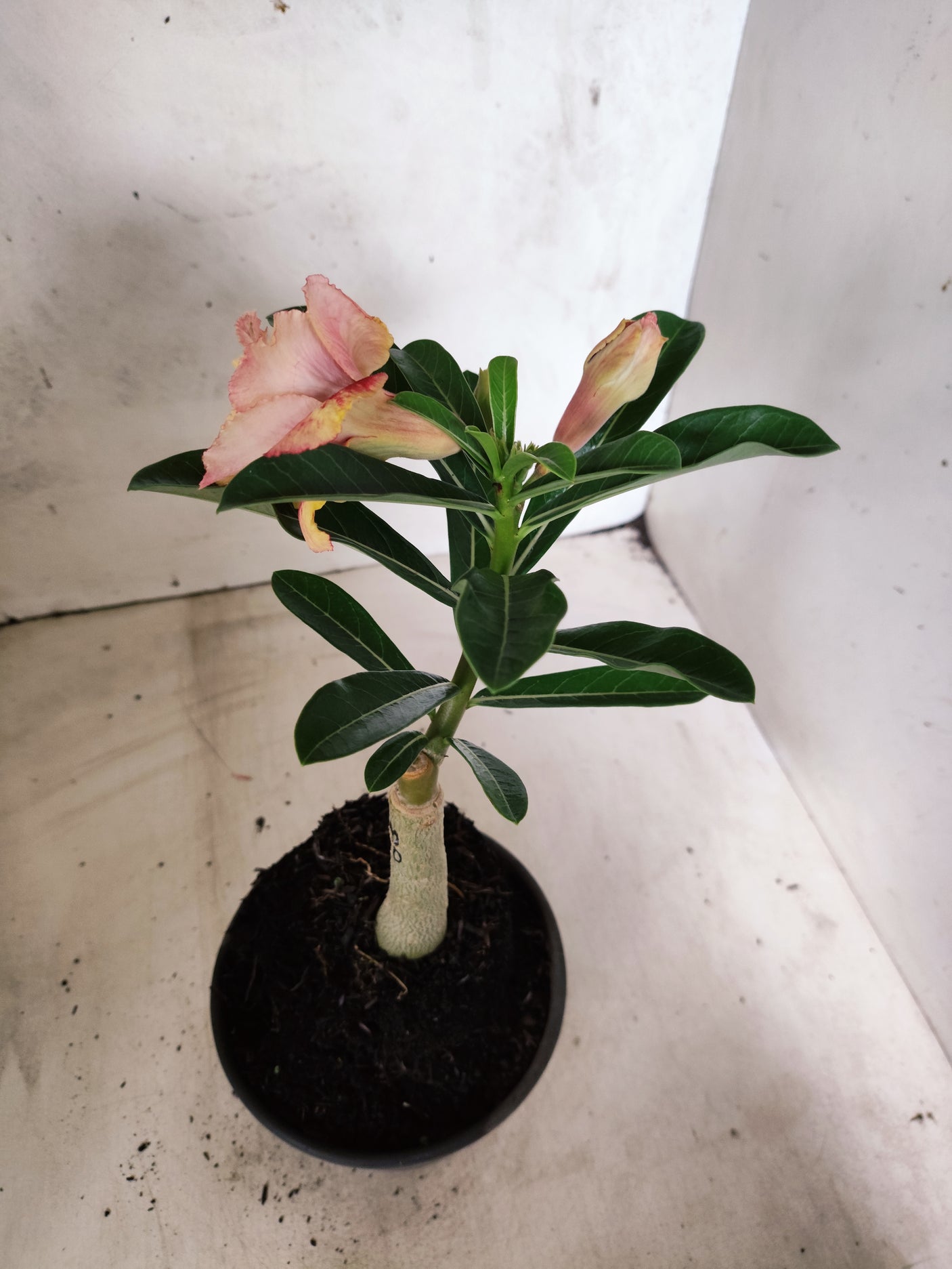 ENXERTO 12673 – 20cm (cor LM 860