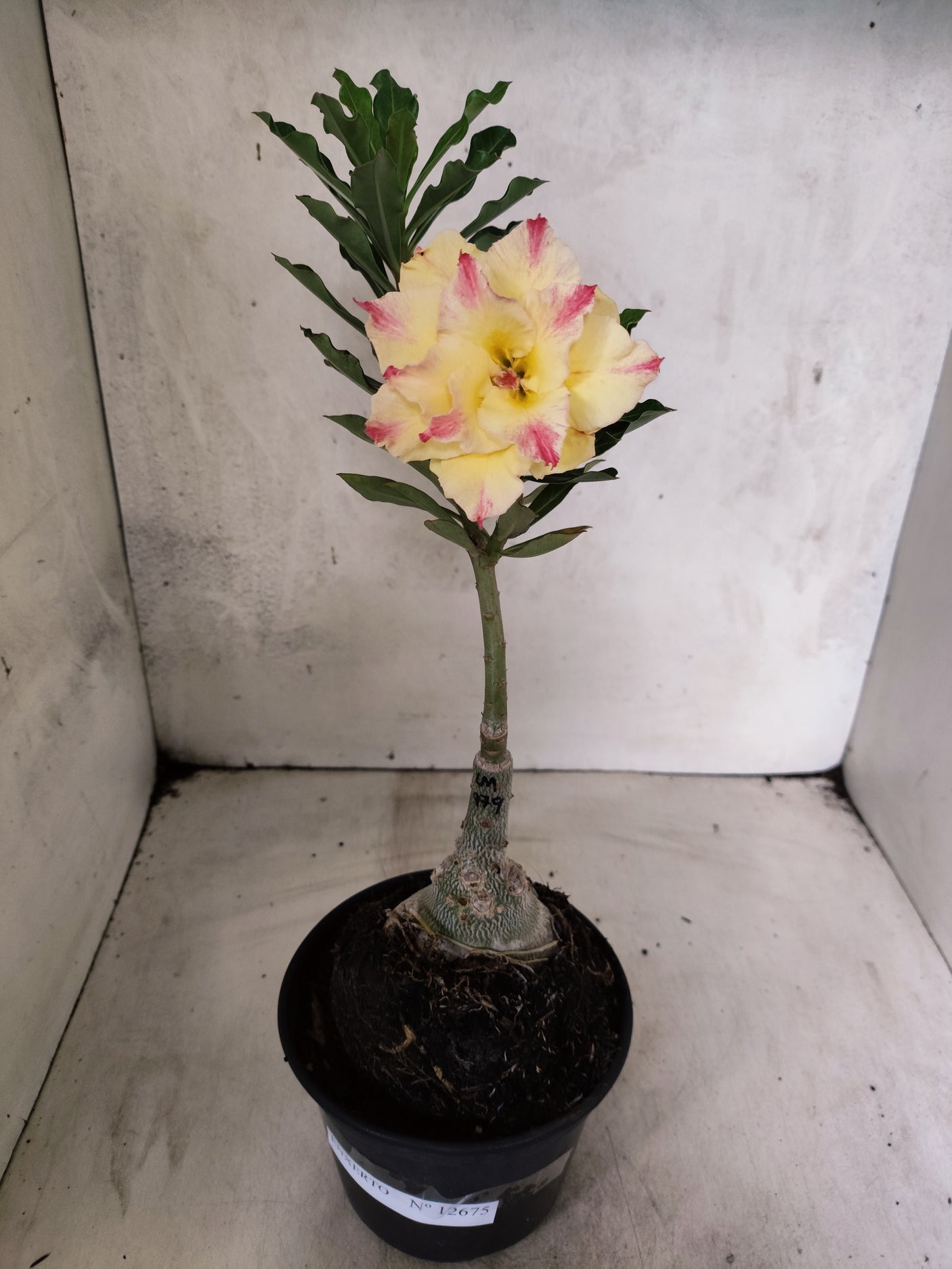 ENXERTO 12675 – 20cm (cor LM 979)