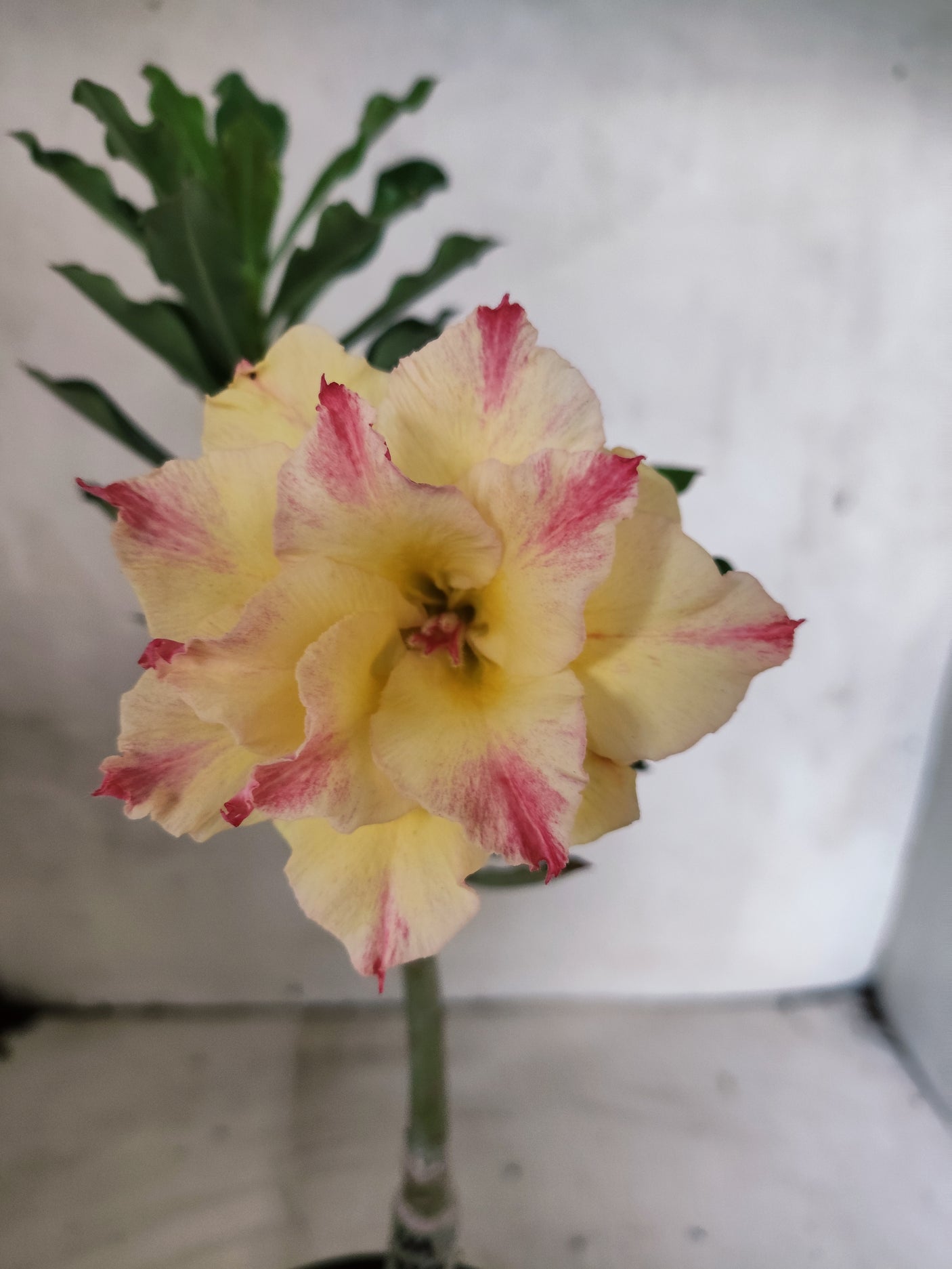 ENXERTO 12675 – 20cm (cor LM 979)