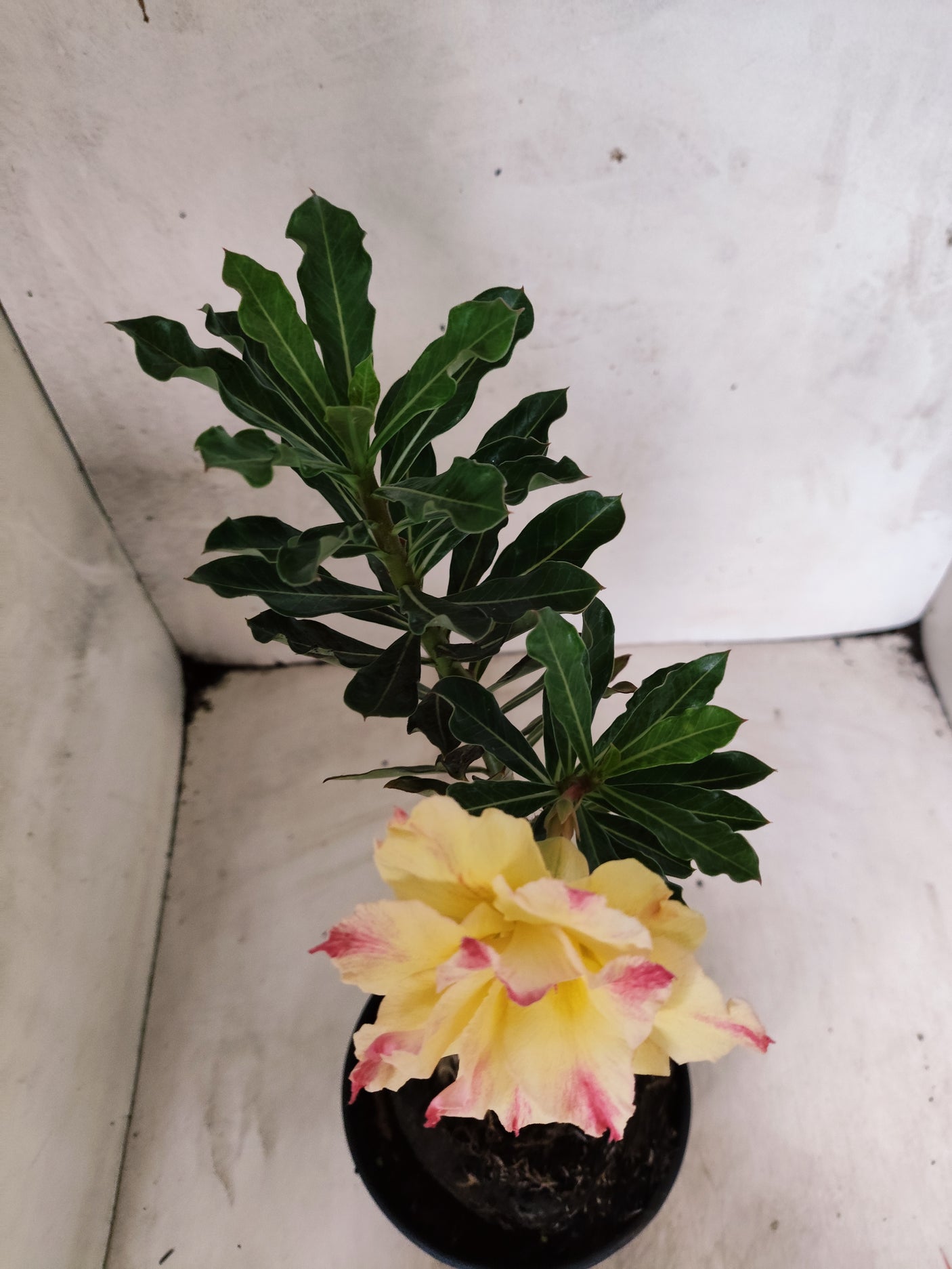 ENXERTO 12675 – 20cm (cor LM 979)