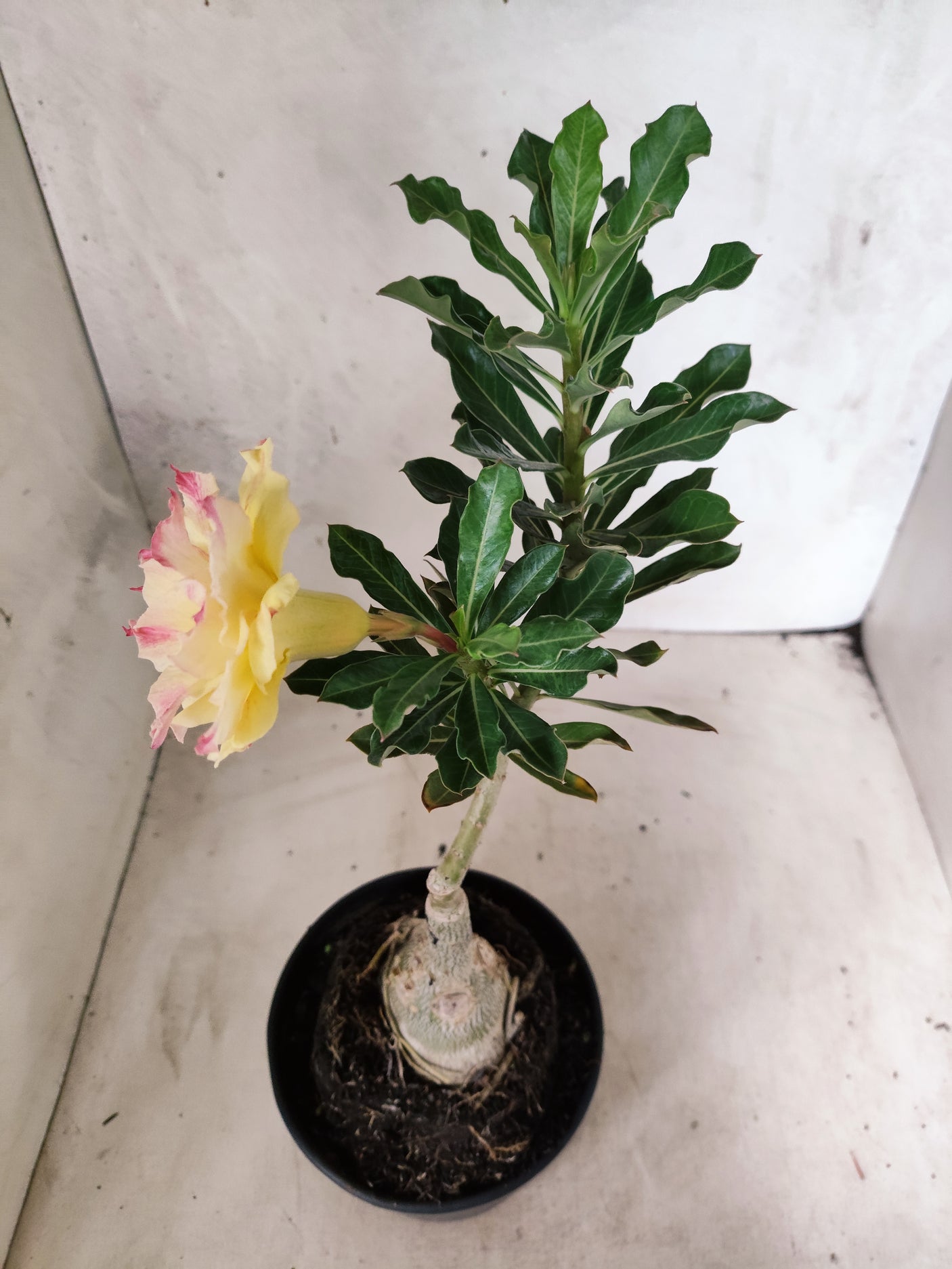 ENXERTO 12675 – 20cm (cor LM 979)