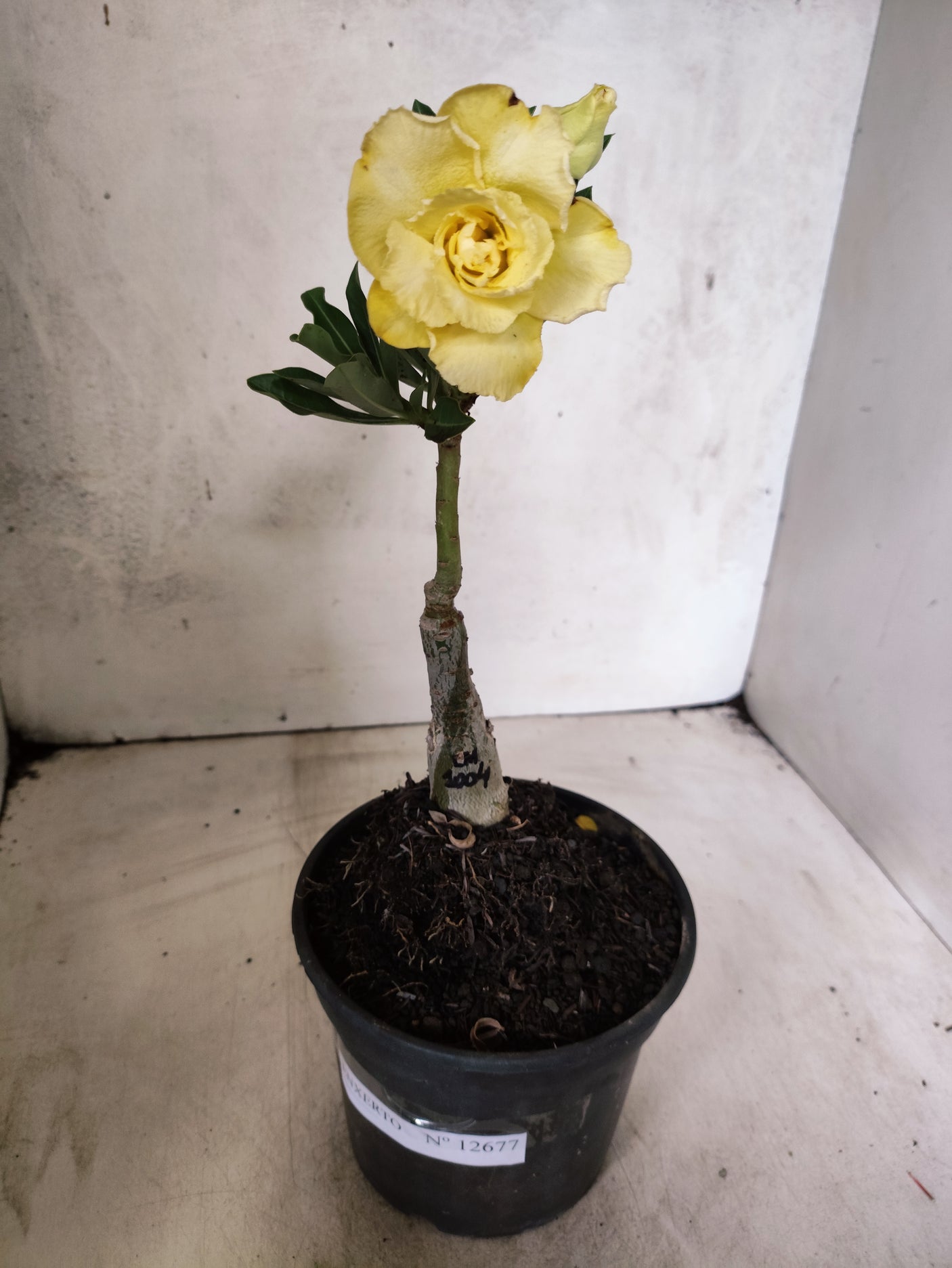 ENXERTO 12677 – 20cm (cor LM 1004)