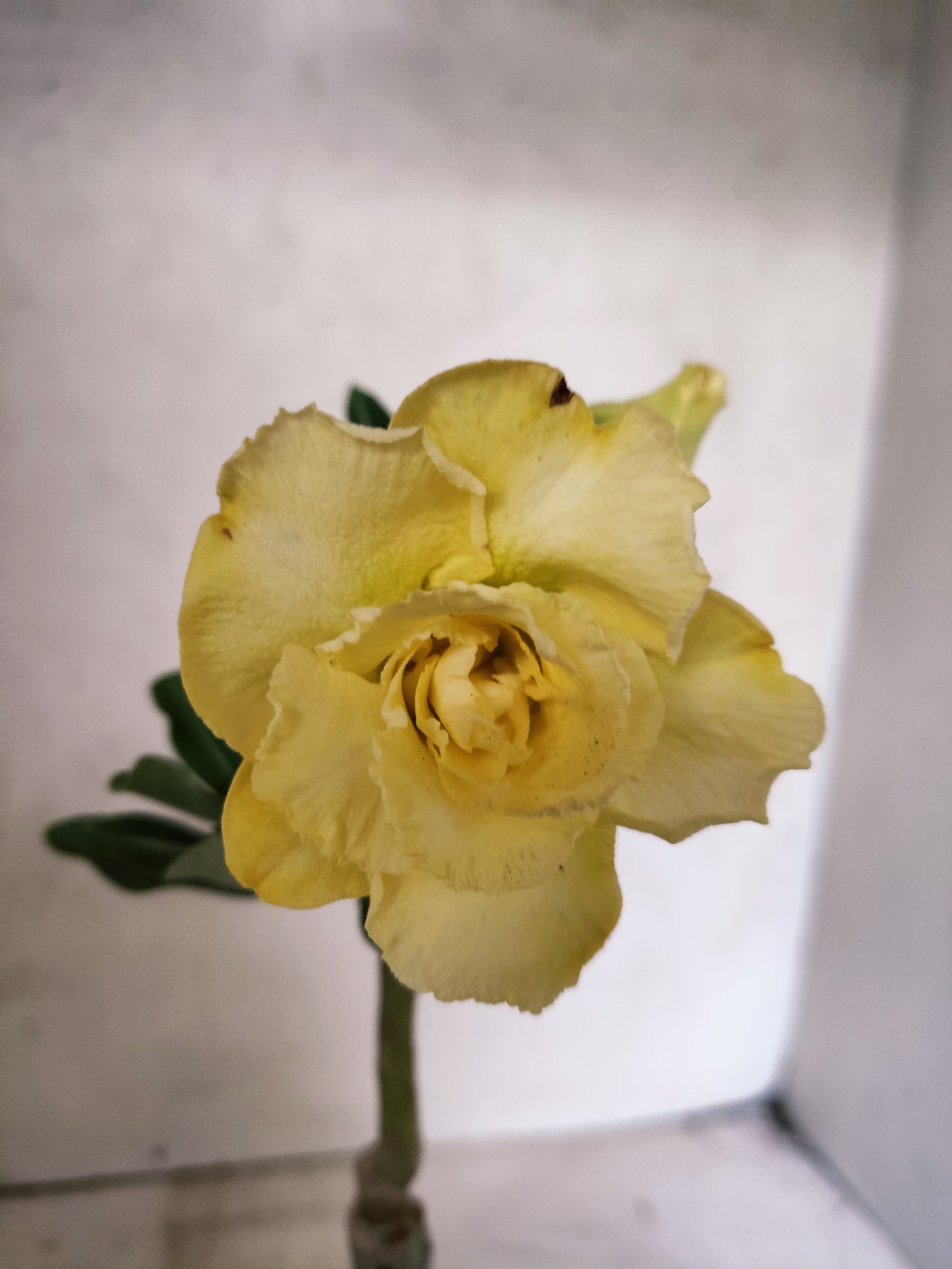 ENXERTO 12677 – 20cm (cor LM 1004)