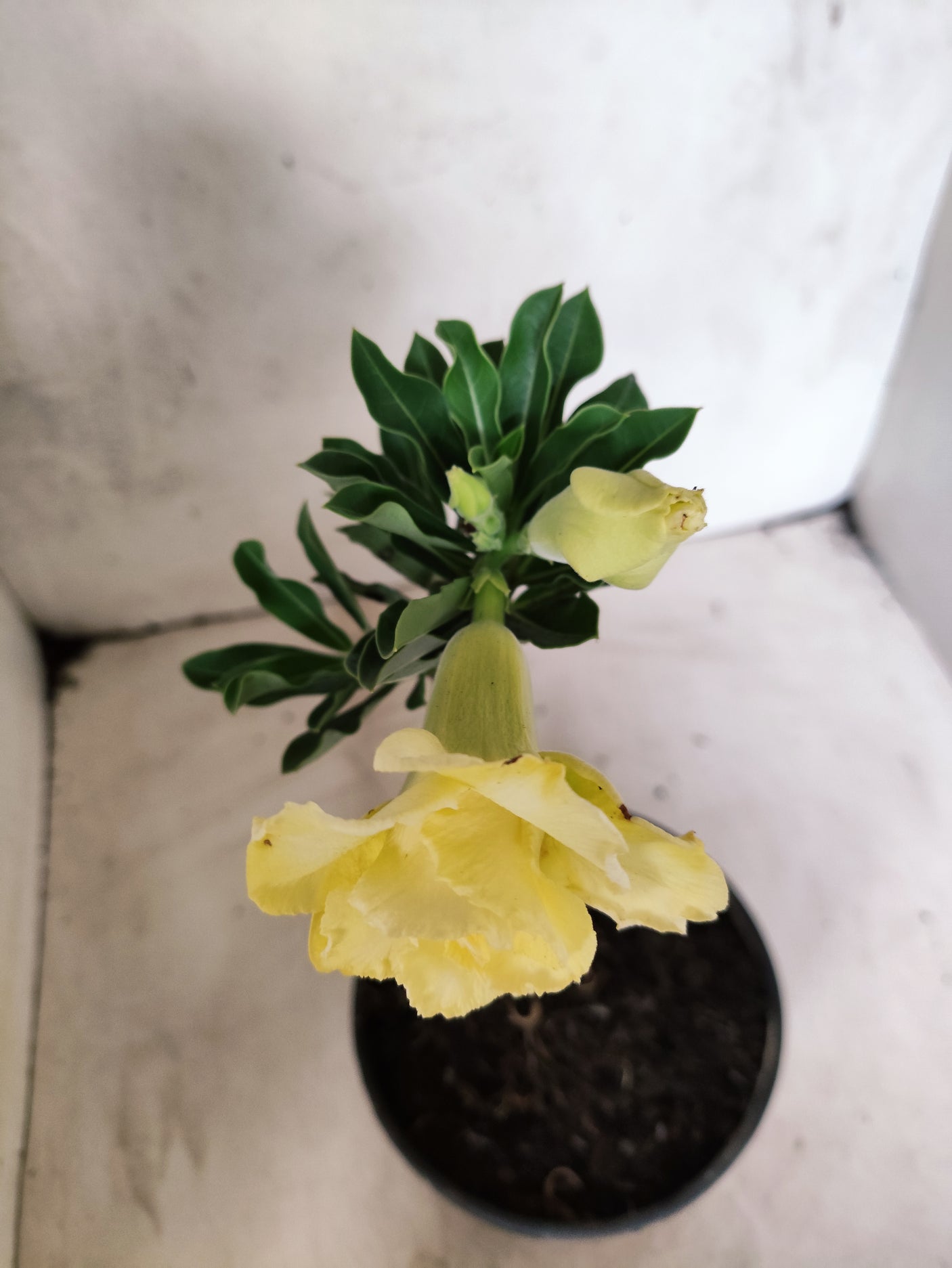 ENXERTO 12677 – 20cm (cor LM 1004)