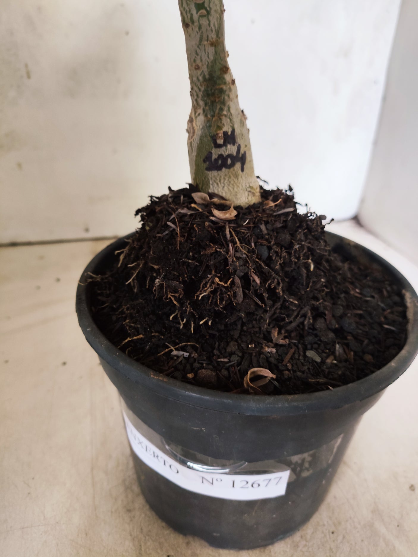 ENXERTO 12677 – 20cm (cor LM 1004)