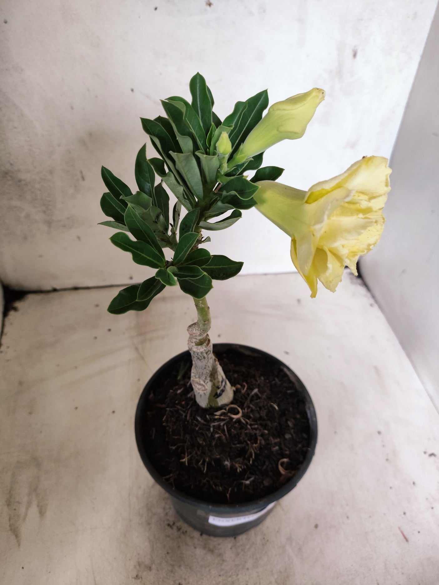 ENXERTO 12677 – 20cm (cor LM 1004)