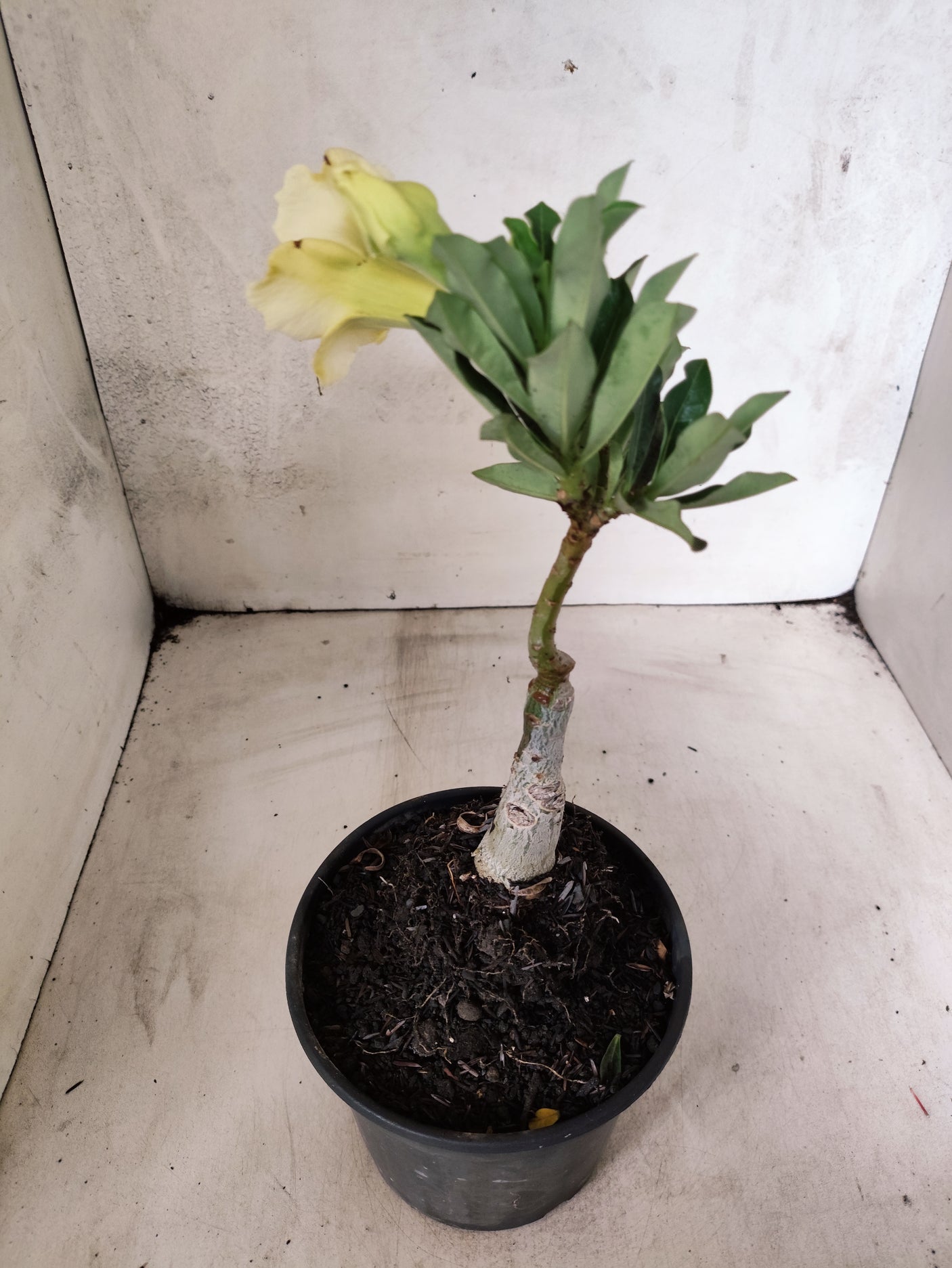 ENXERTO 12677 – 20cm (cor LM 1004)