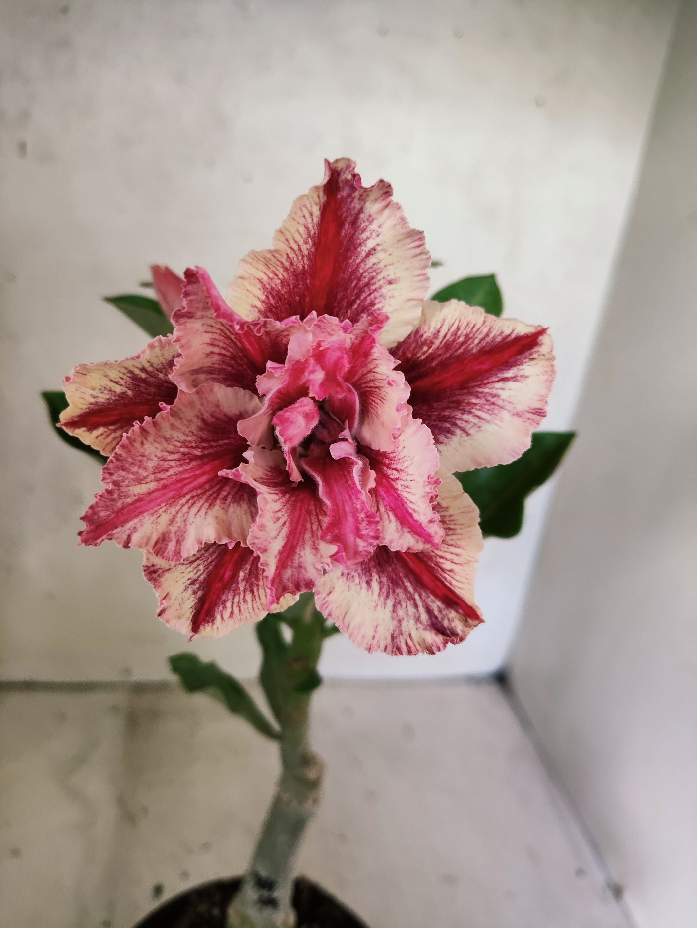 ENXERTO 12697 – 20cm (cor LM 964)