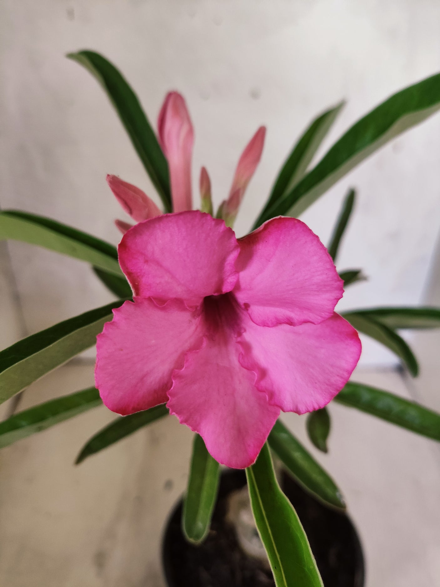 ENXERTO 12698 – 20cm (cor LM 512)