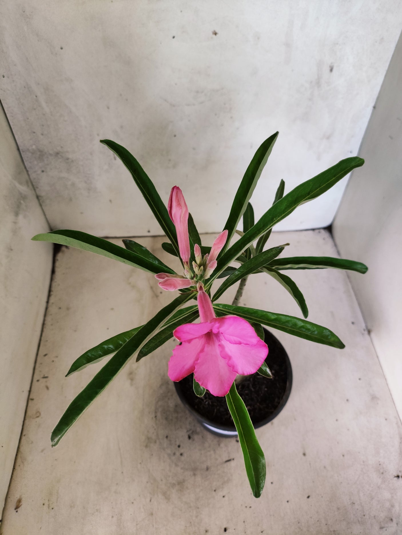 ENXERTO 12698 – 20cm (cor LM 512)