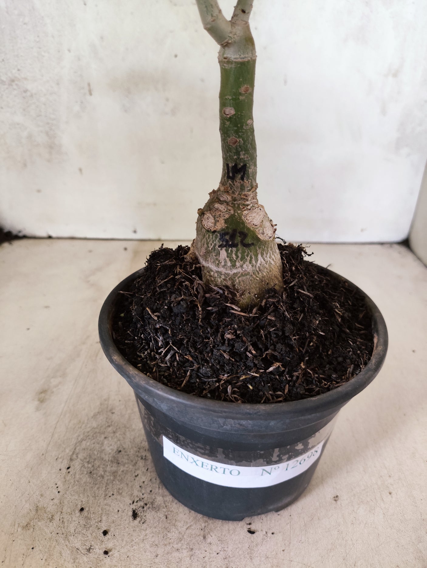 ENXERTO 12698 – 20cm (cor LM 512)