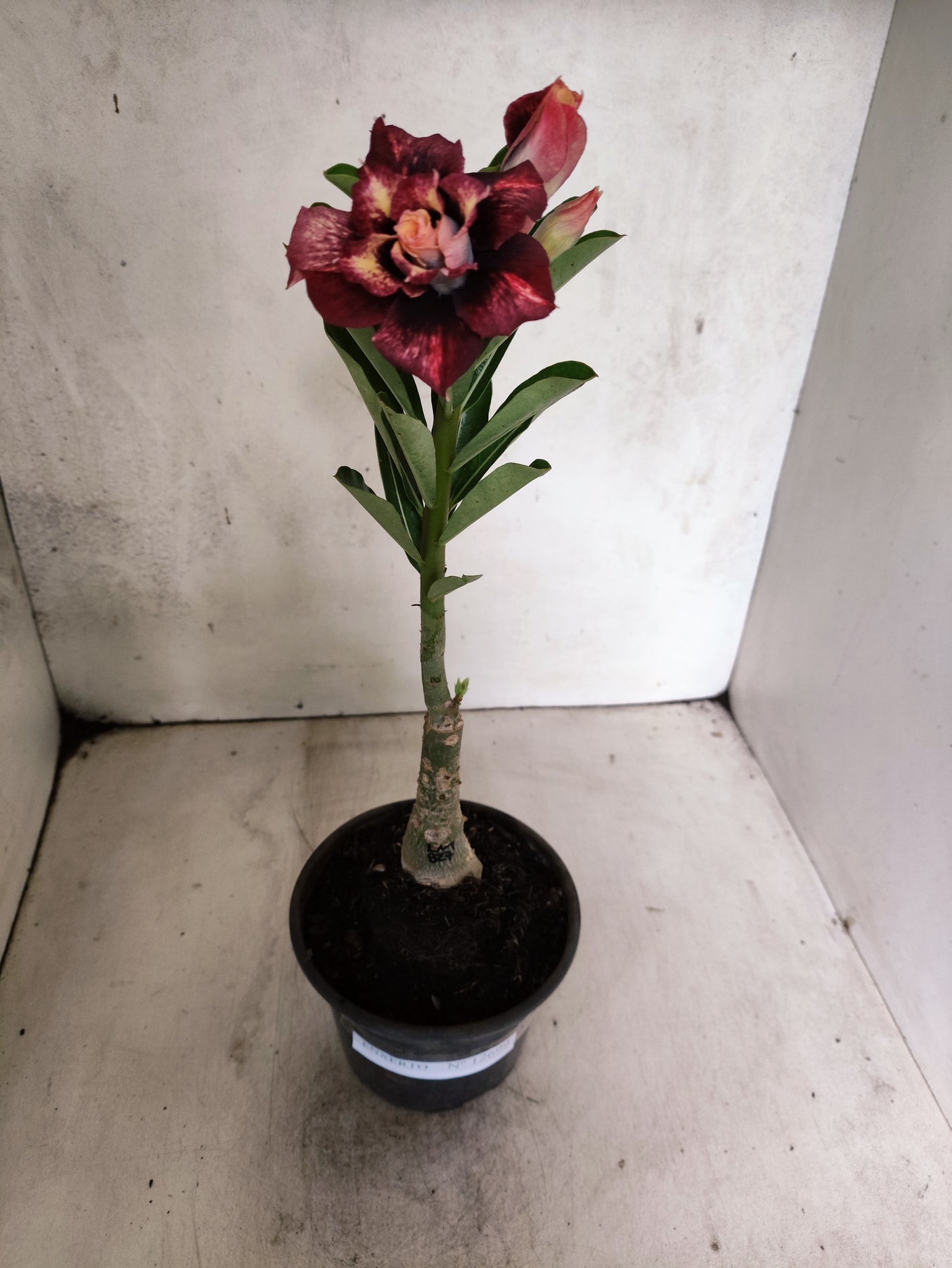 ENXERTO 12699 – 20cm (cor LM 827)