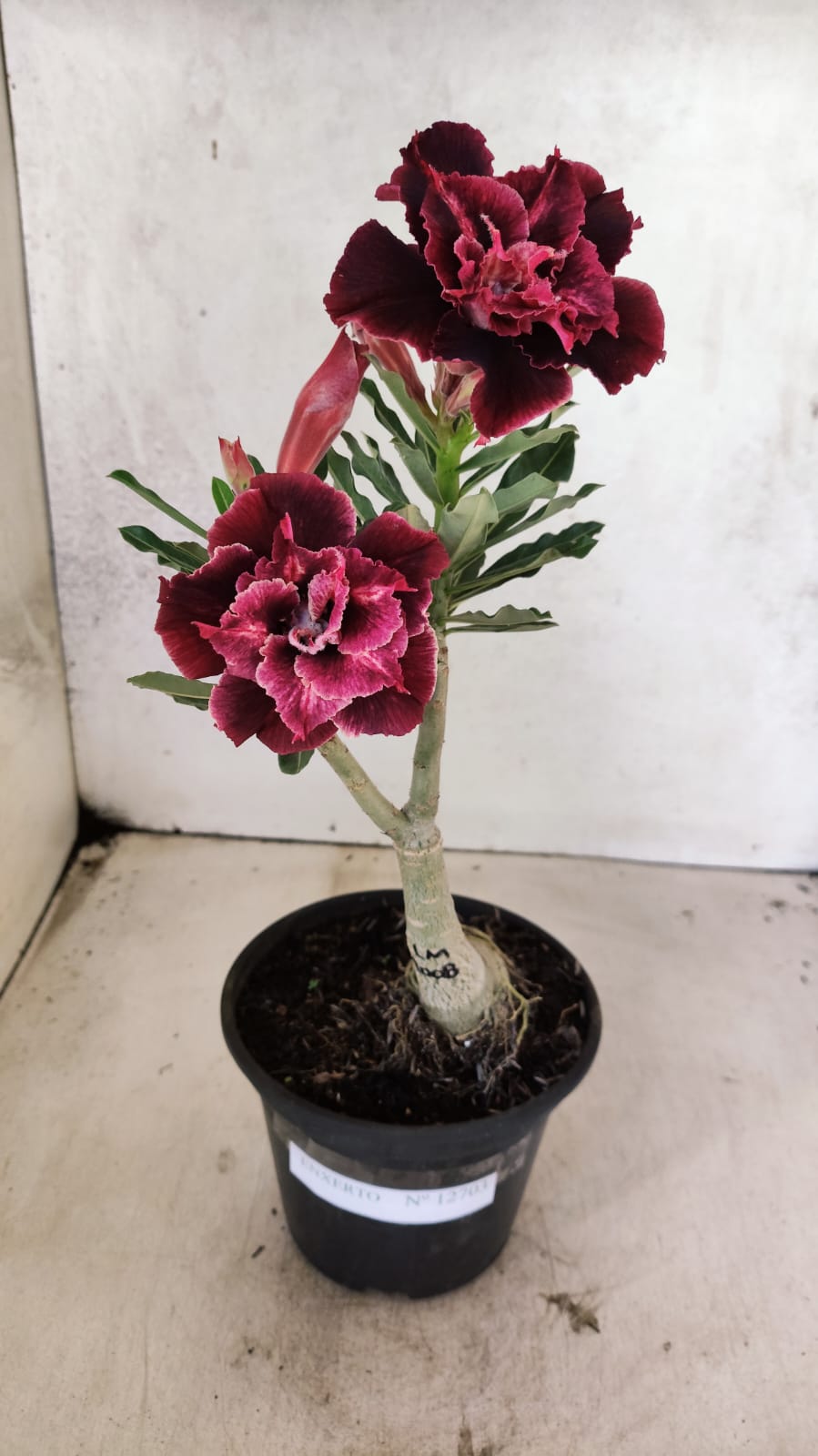 ENXERTO 12703 – 20cm (cor LM 1008)