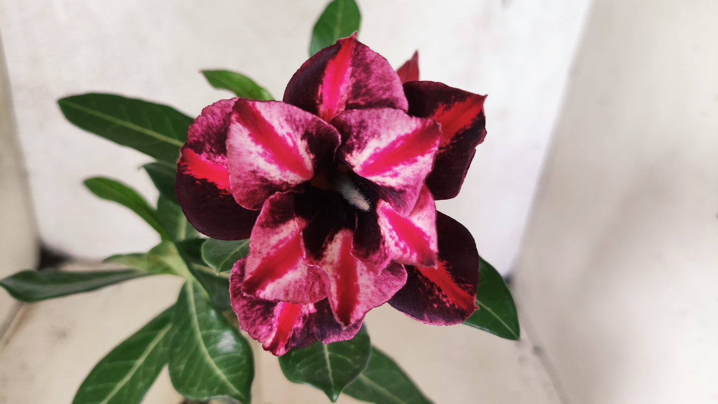 ENXERTO 12608 – 20cm (cor LM 1027)