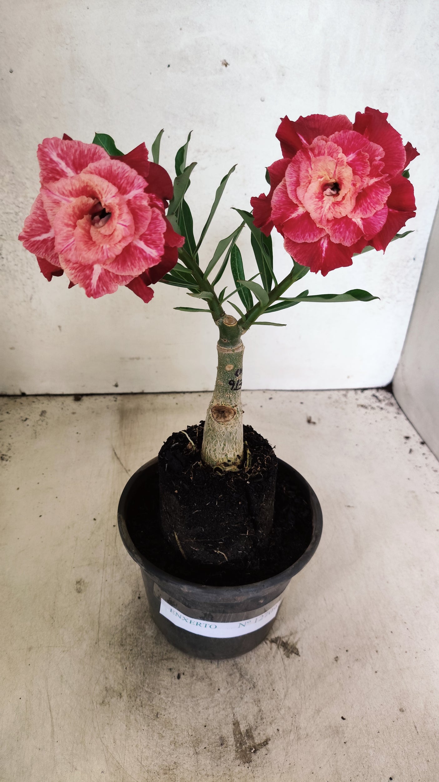 ENXERTO 12609 – 20cm (cor LM 913)