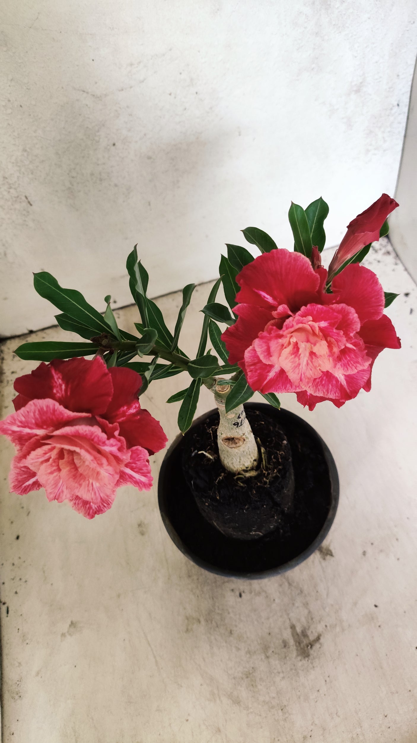 ENXERTO 12609 – 20cm (cor LM 913)