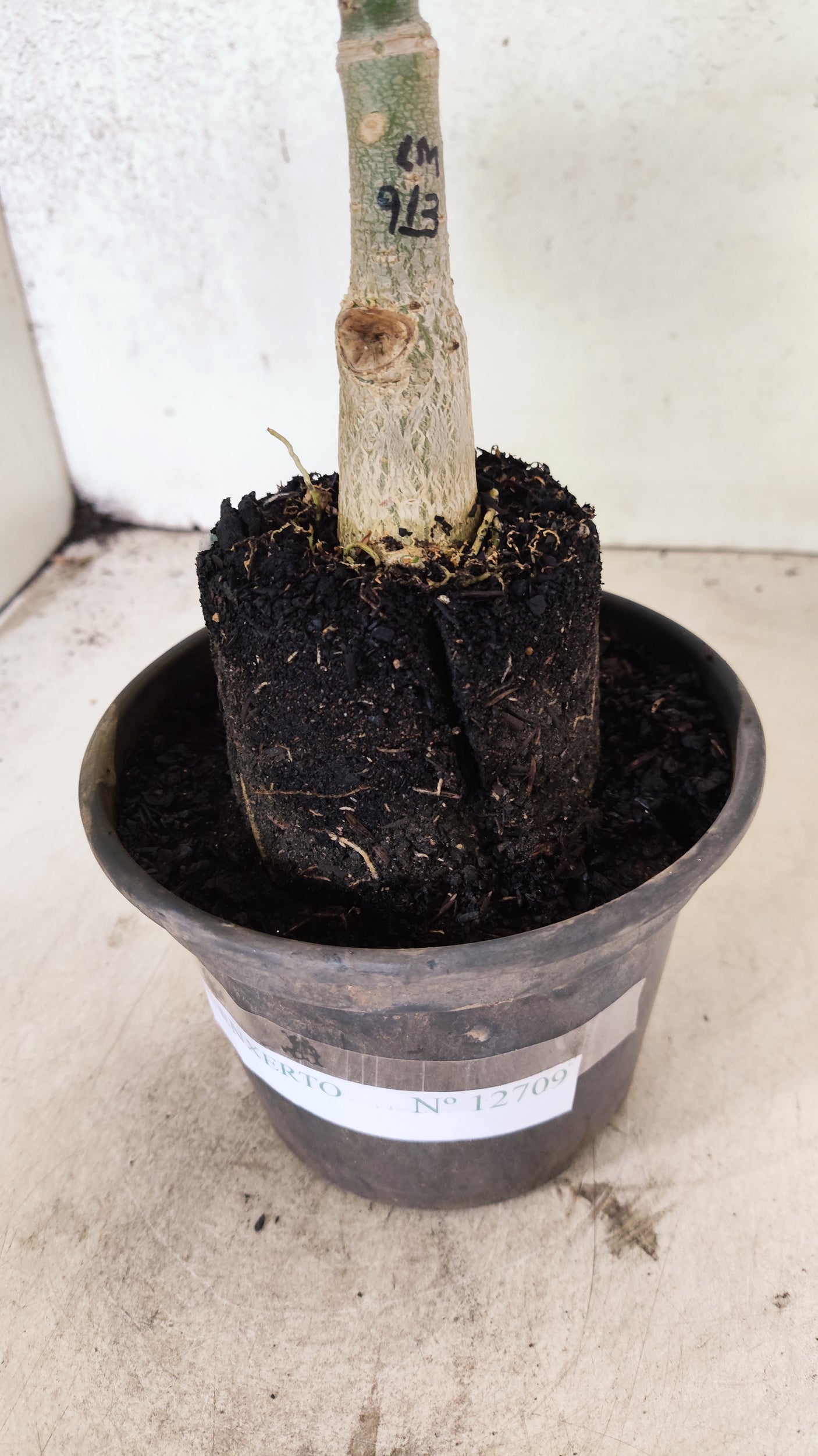 ENXERTO 12609 – 20cm (cor LM 913)