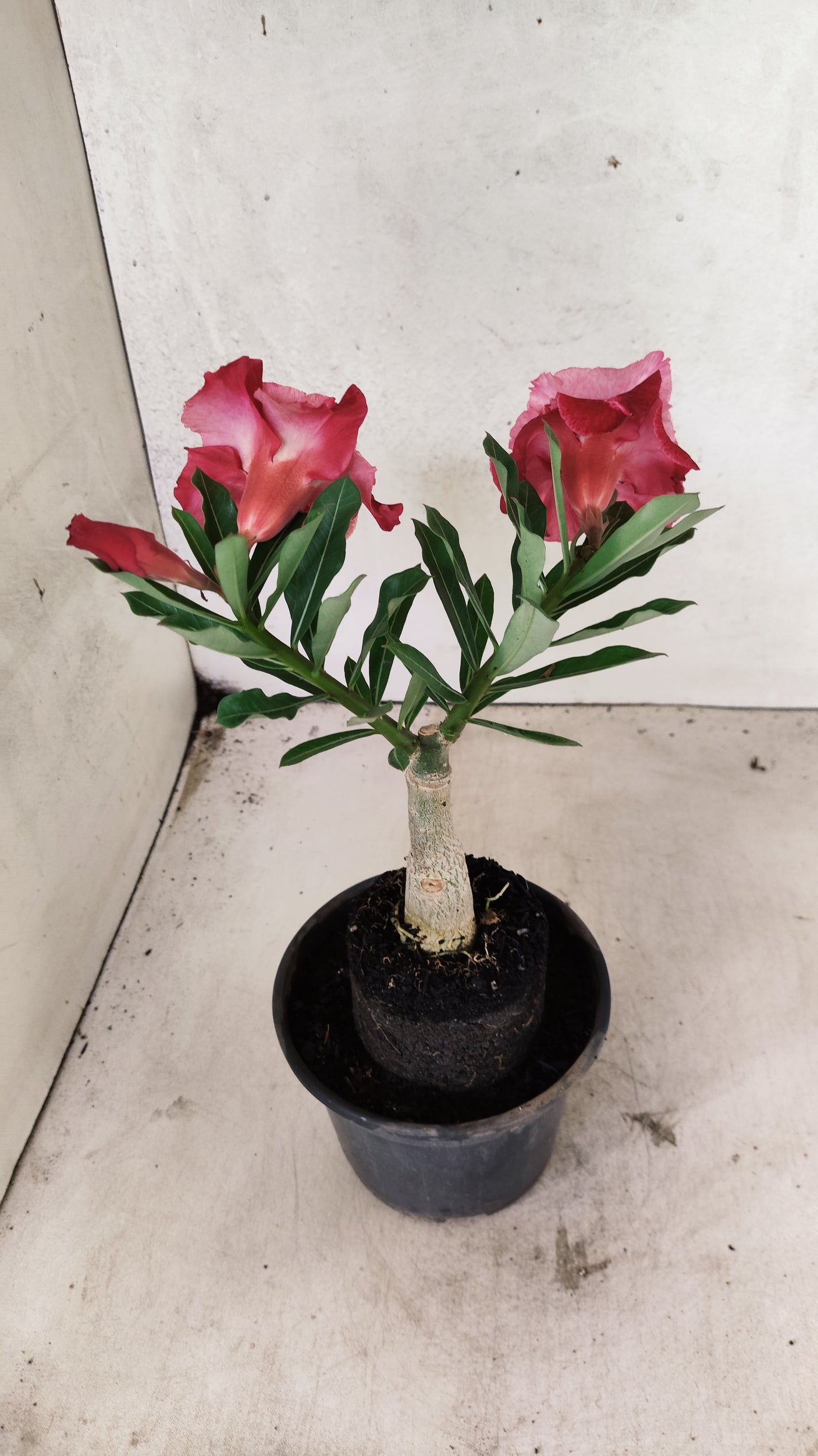 ENXERTO 12609 – 20cm (cor LM 913)