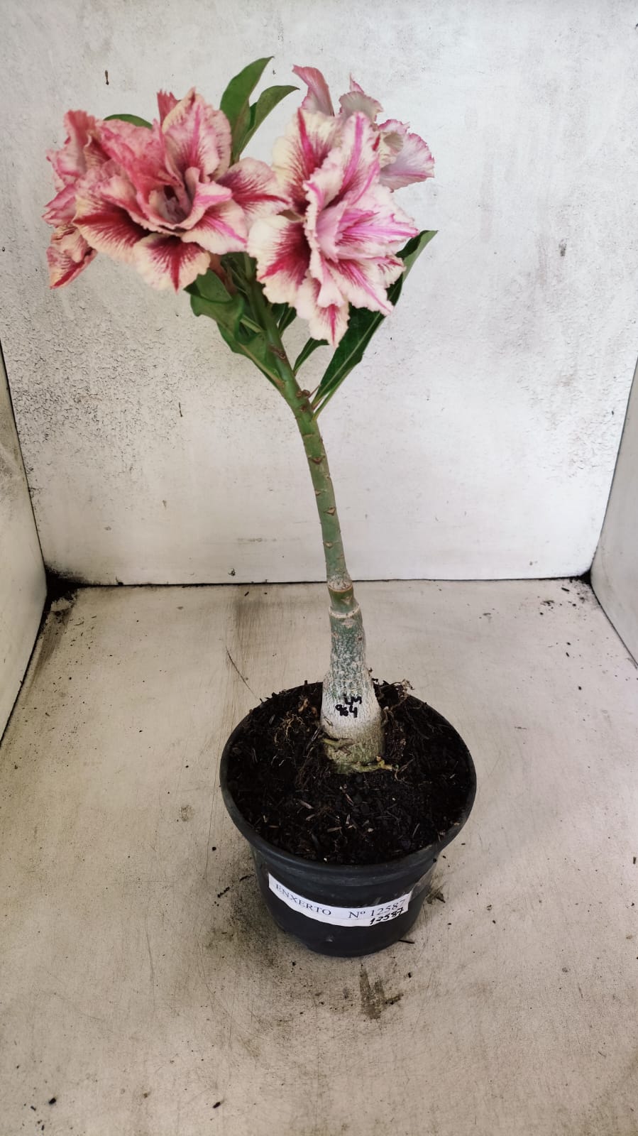 ENXERTO 12587 – 20cm (cor LM 964)