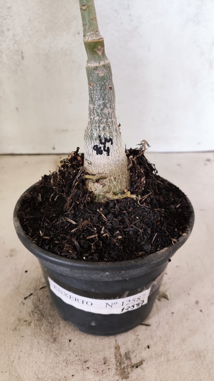 ENXERTO 12587 – 20cm (cor LM 964)