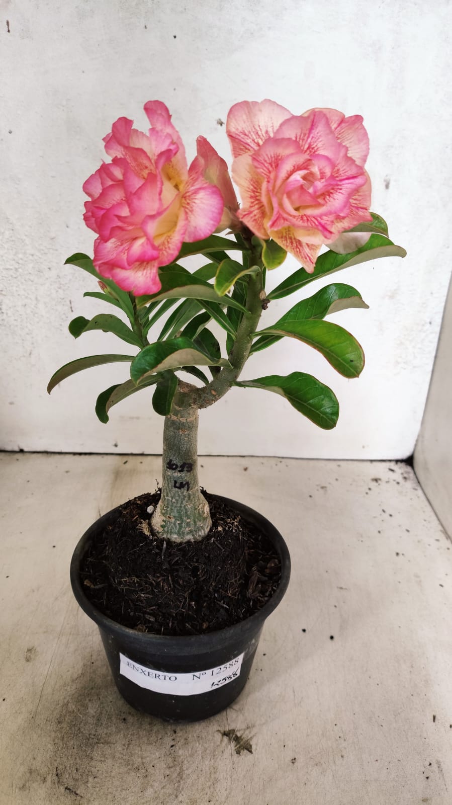 ENXERTO 12588 – 20cm (cor LM 1013)