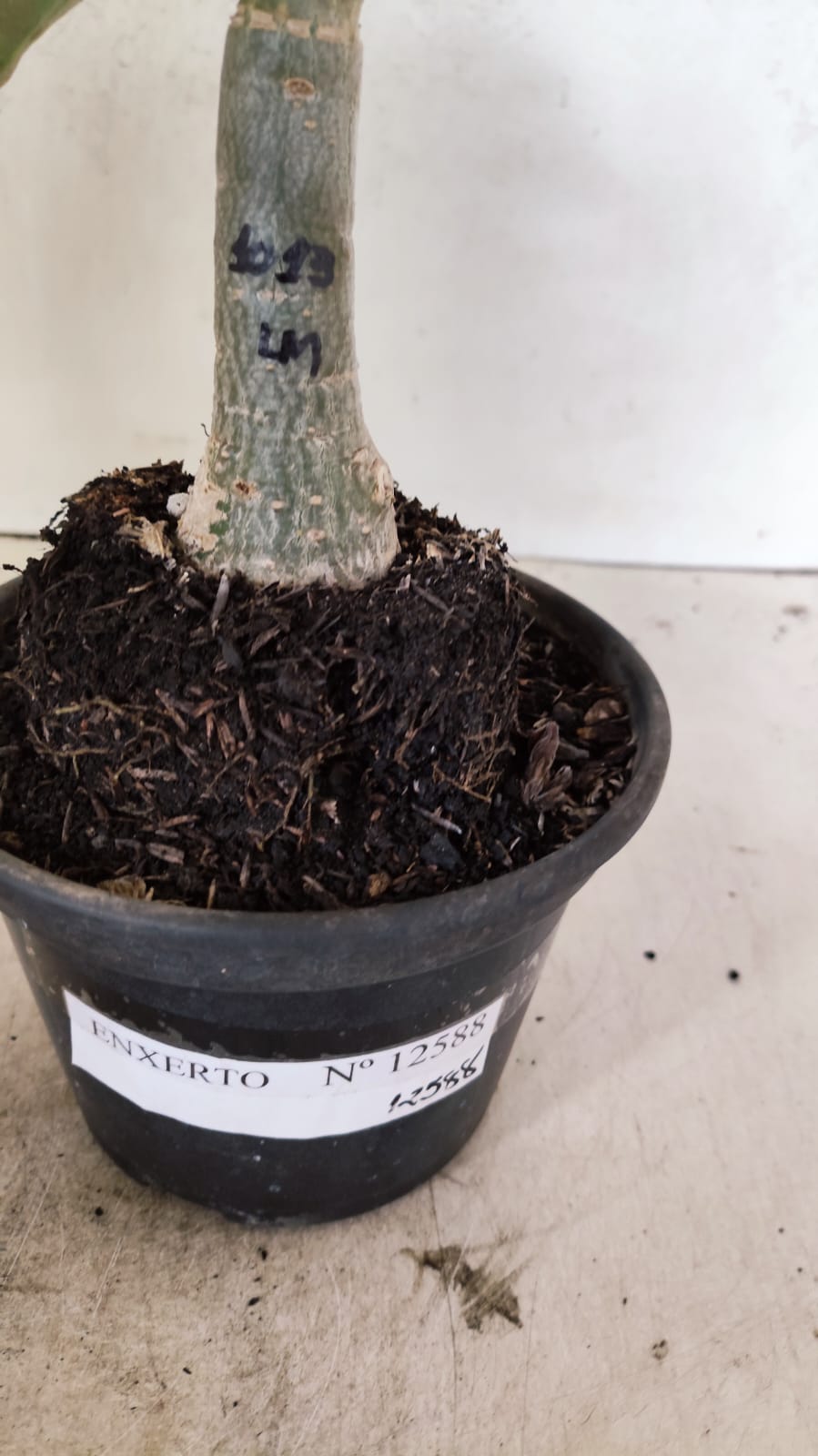 ENXERTO 12588 – 20cm (cor LM 1013)