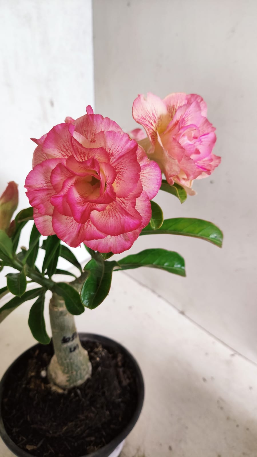 ENXERTO 12588 – 20cm (cor LM 1013)