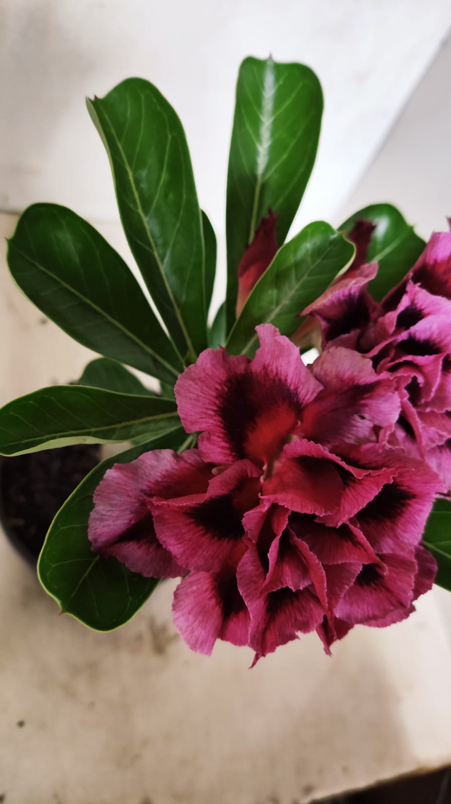 ENXERTO 12607 – 20cm (cor LM 741)