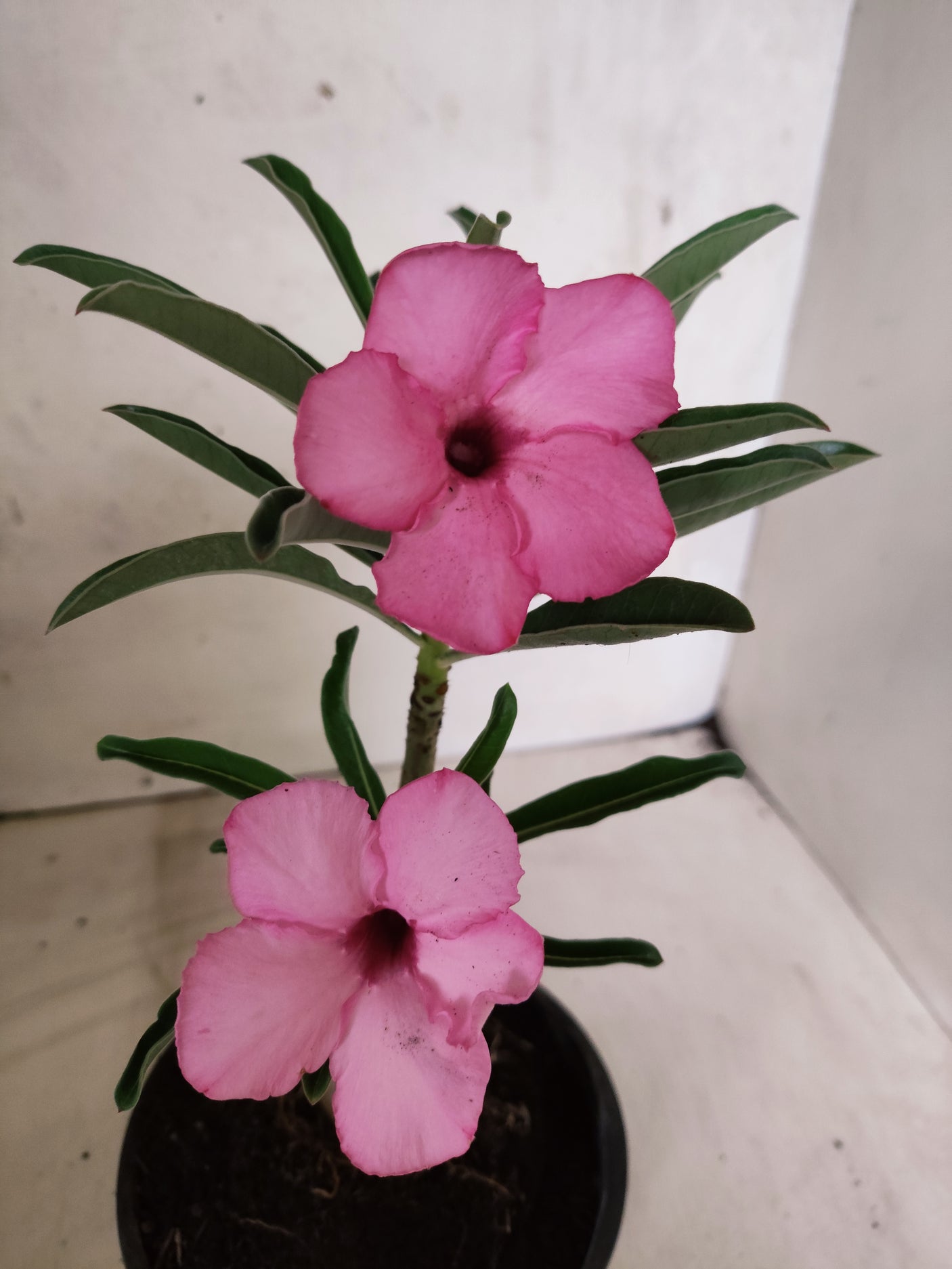 ENXERTO 12674 – 20cm (cor LM 512)