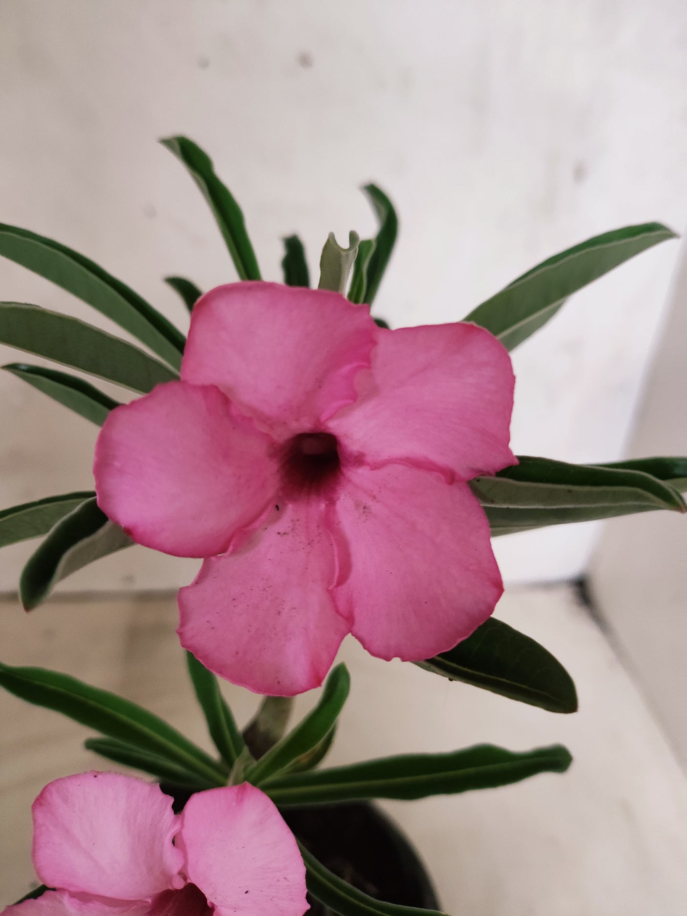 ENXERTO 12674 – 20cm (cor LM 512)