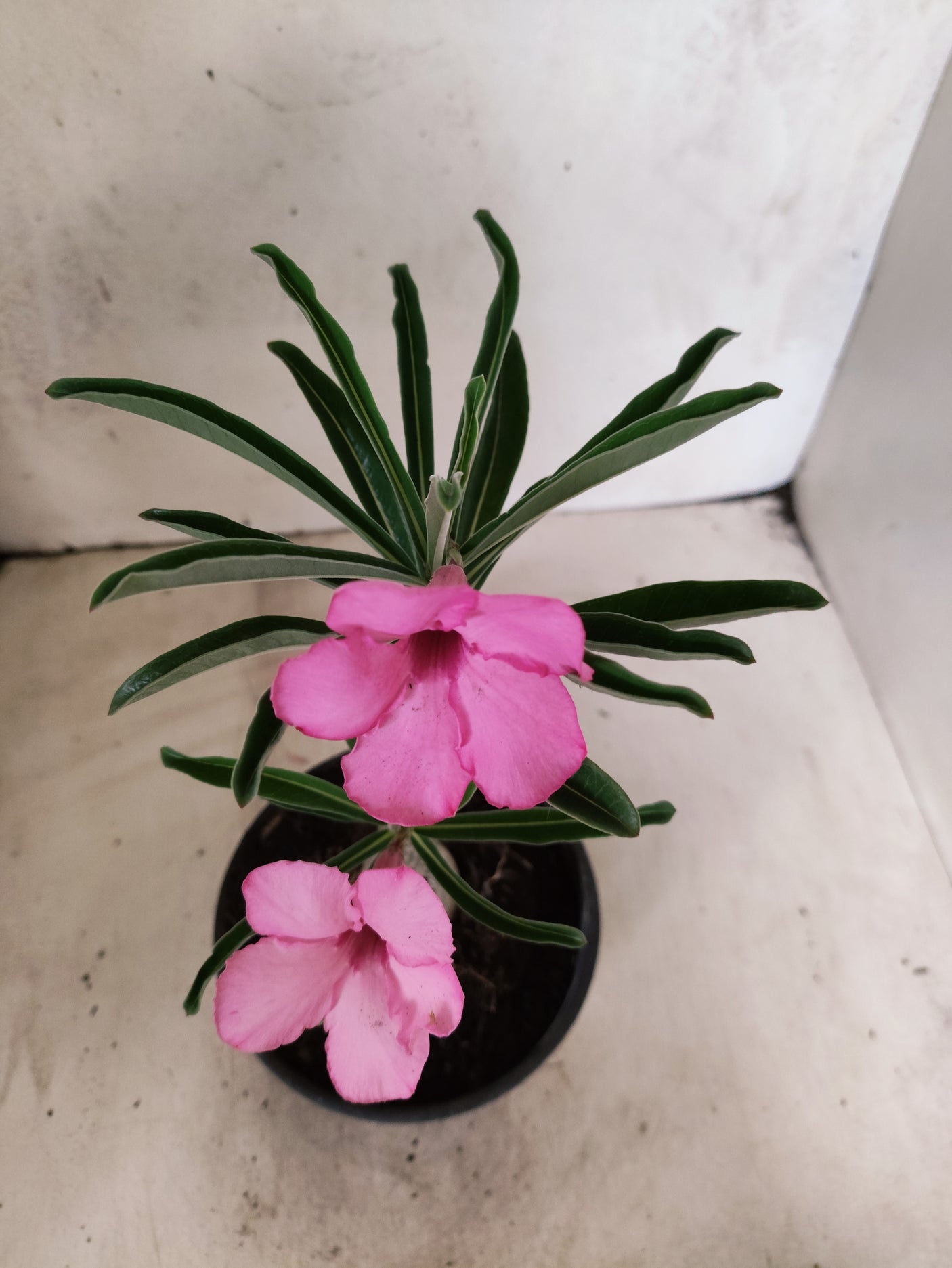 ENXERTO 12674 – 20cm (cor LM 512)