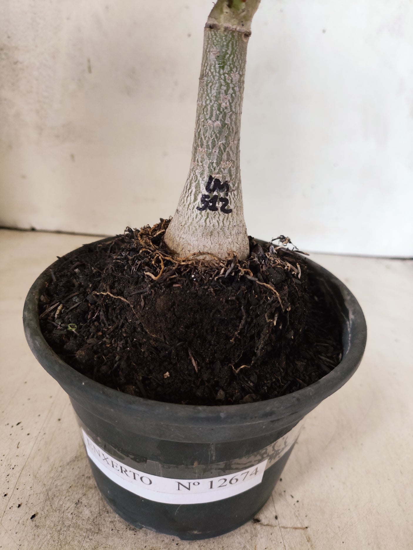 ENXERTO 12674 – 20cm (cor LM 512)