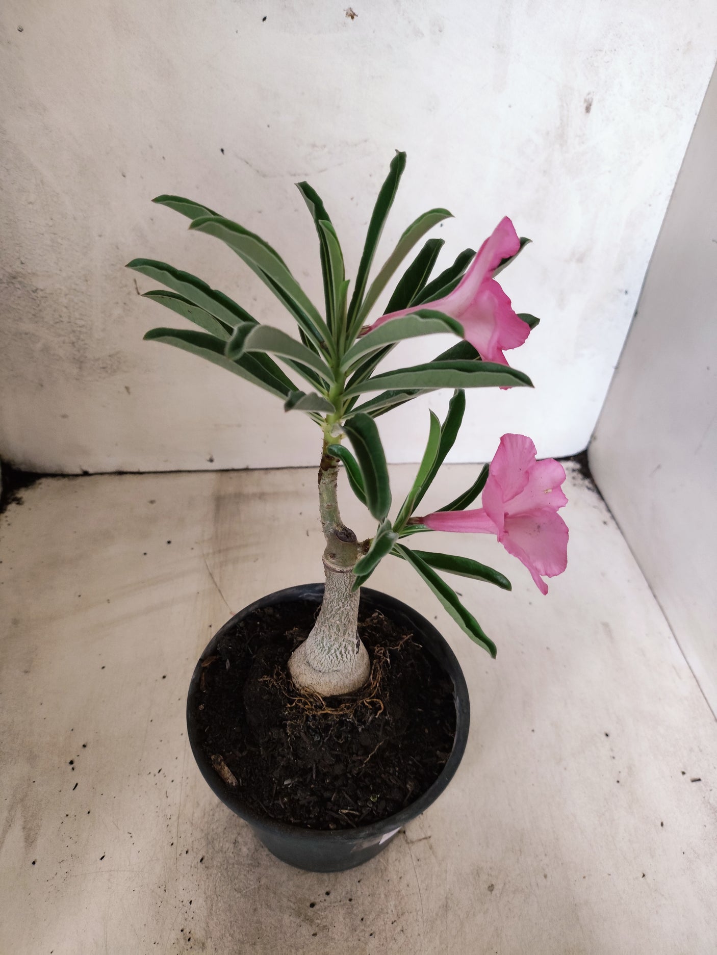 ENXERTO 12674 – 20cm (cor LM 512)