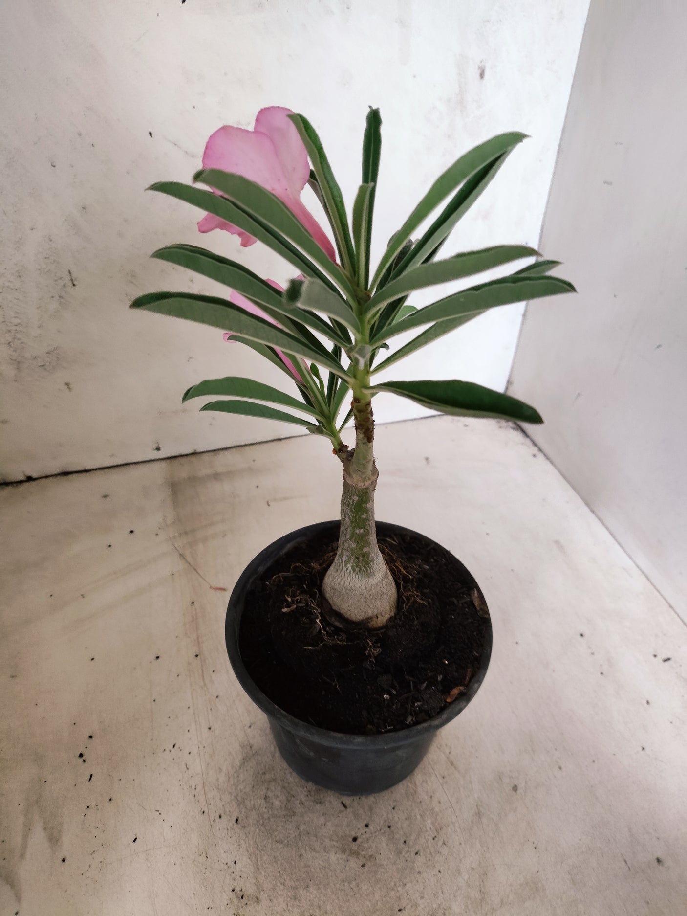 ENXERTO 12674 – 20cm (cor LM 512)